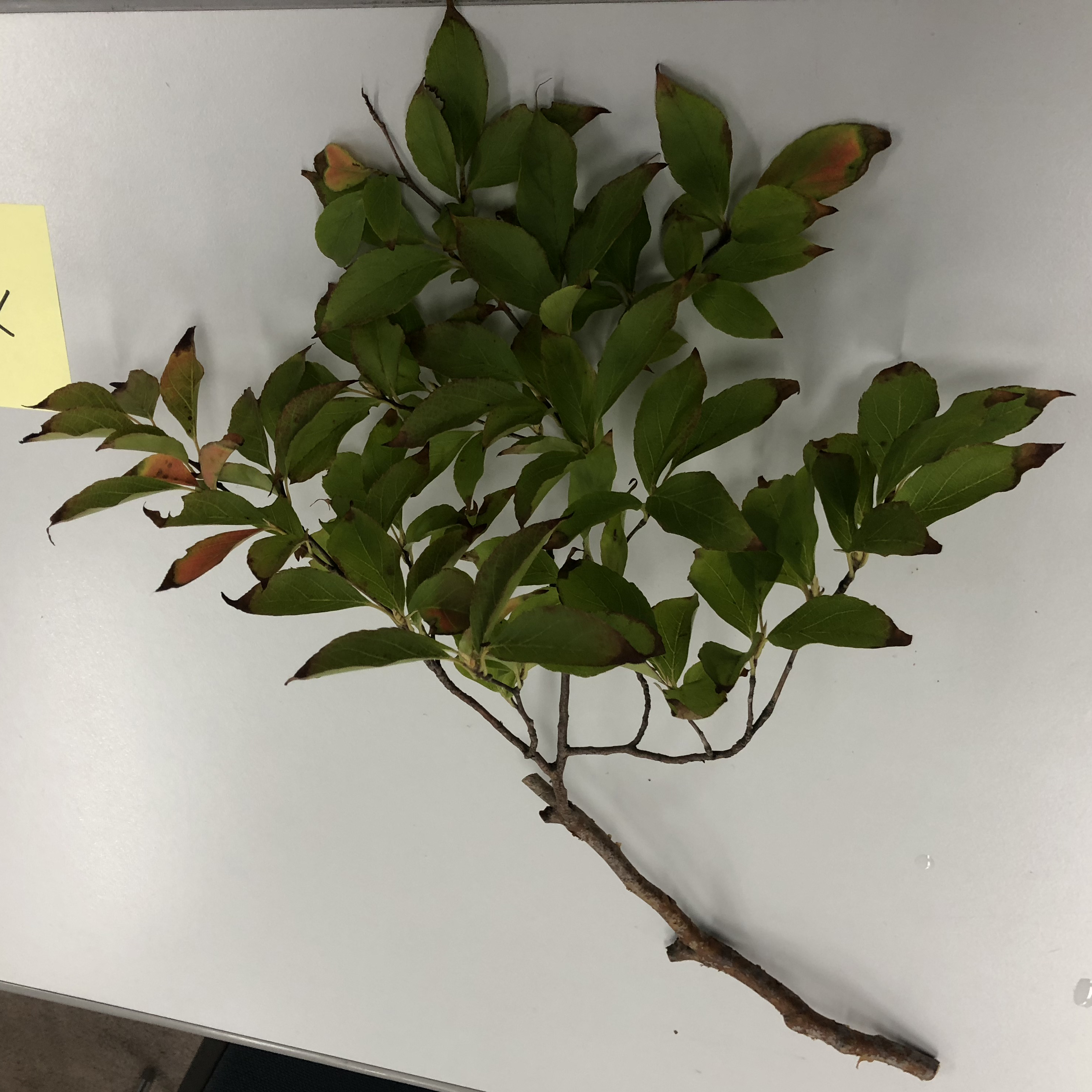 ウバメガシ - Quercus phillyraeoides