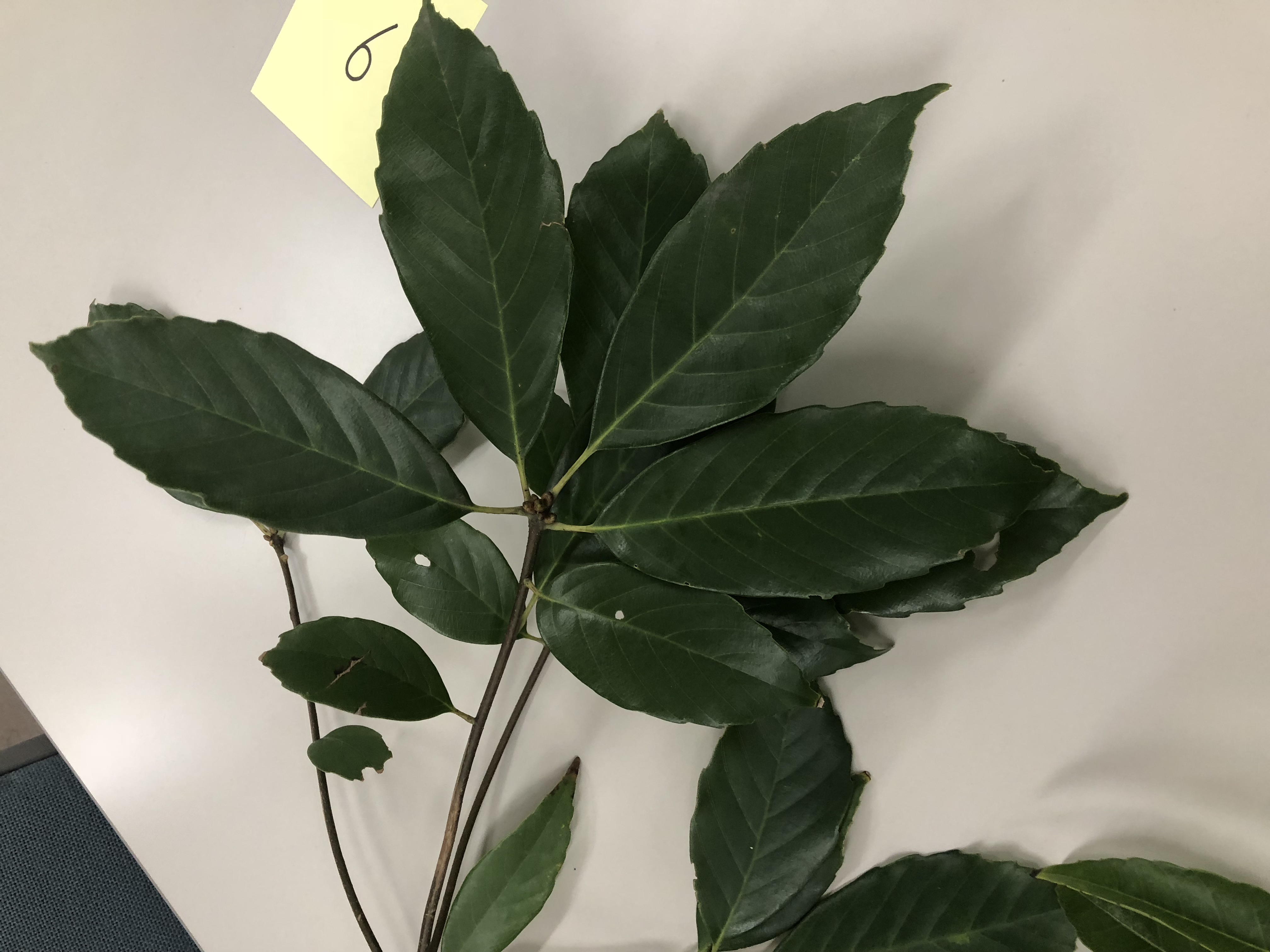 アラカシ - Quercus glauca