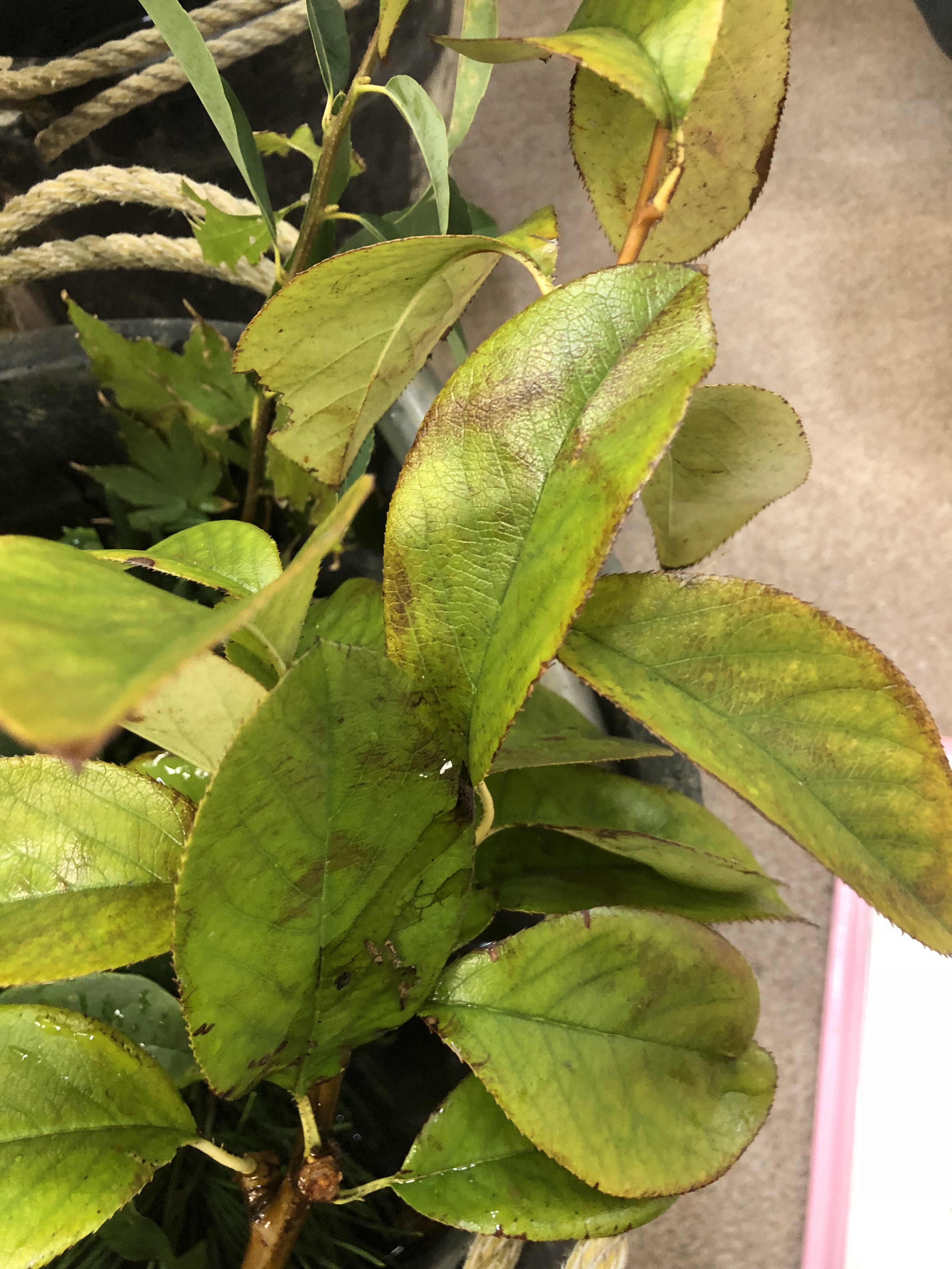 不明 001：ボケ、カリン