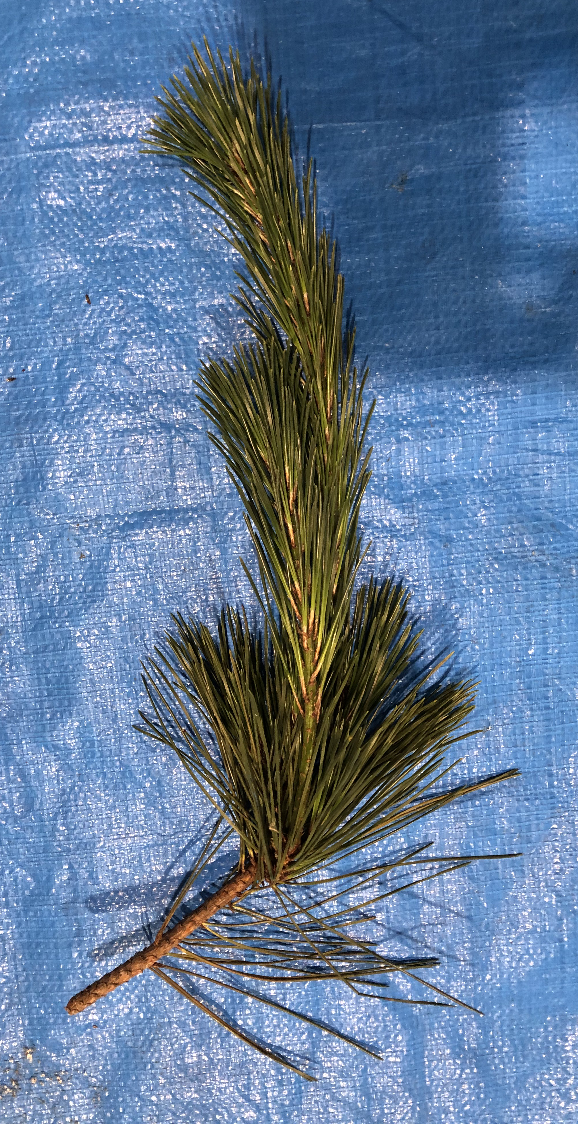 クロマツ - Pinus thunbergii