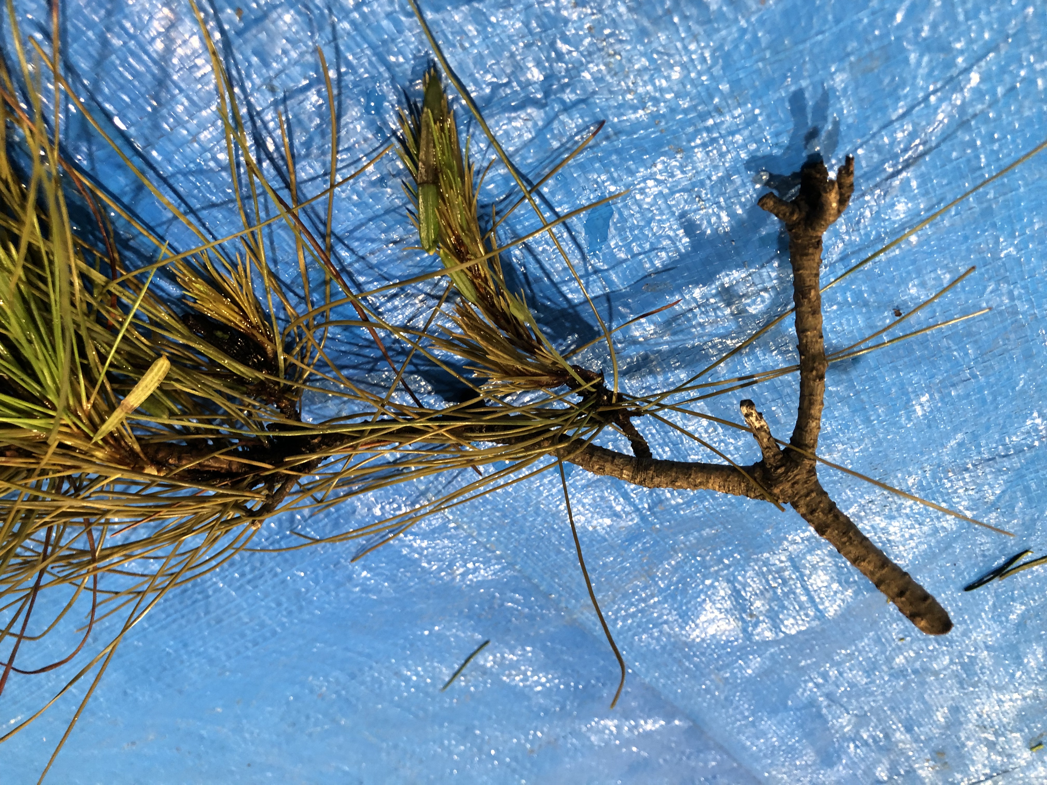 アカマツ - Pinus densiflora 