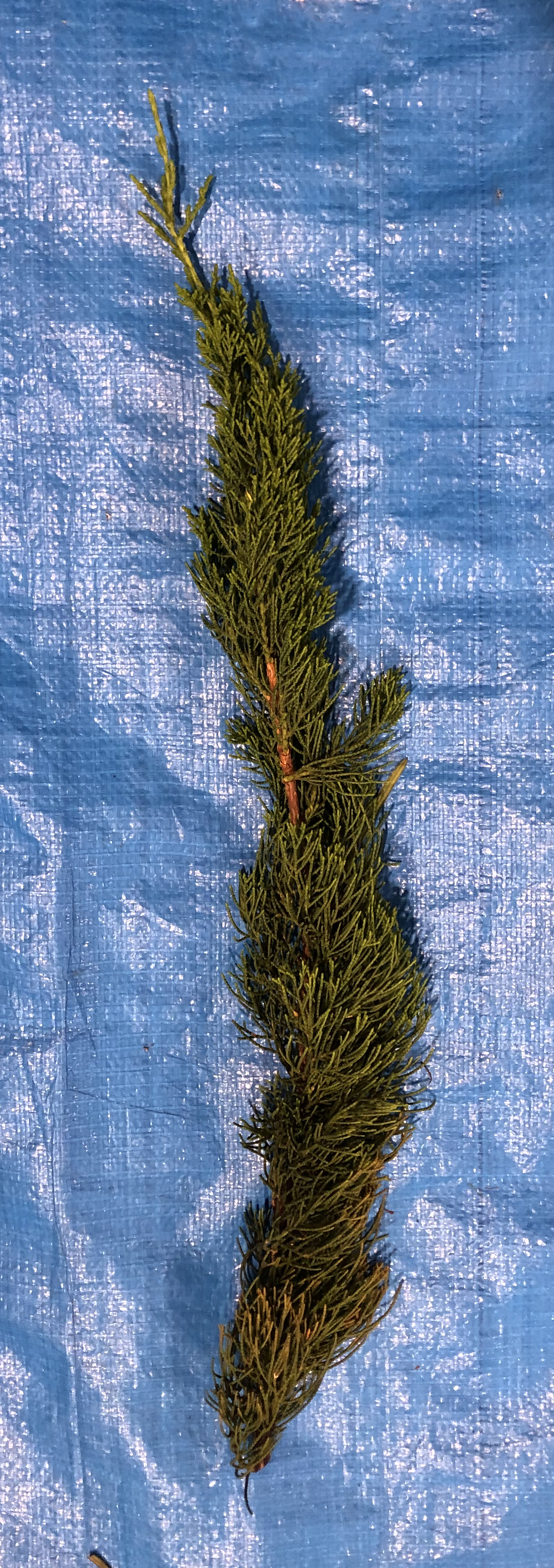 カイズカイブキ - Juniperus chinensis 'Kaizuka'