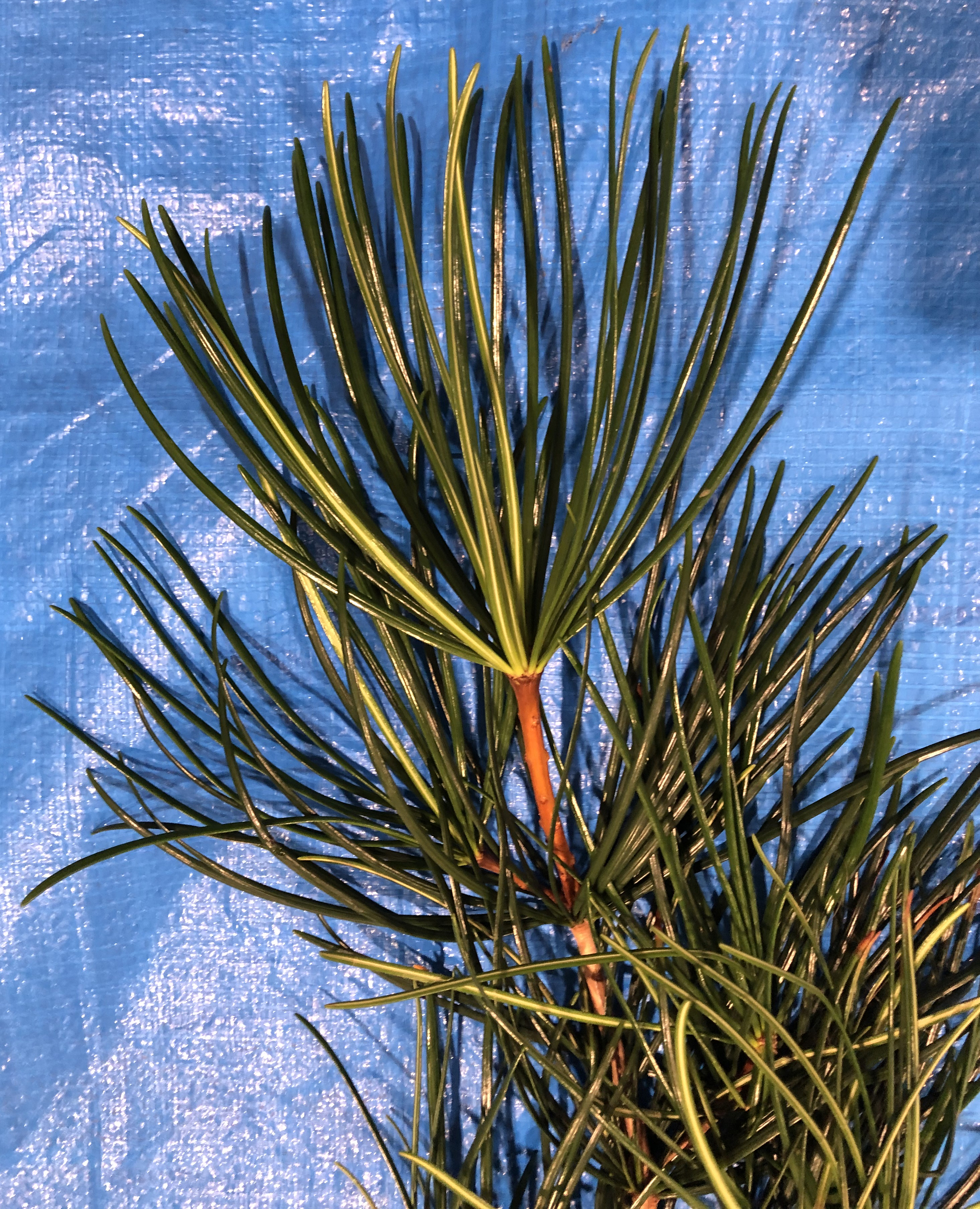 コウヤマキ - Sciadopitys verticillata