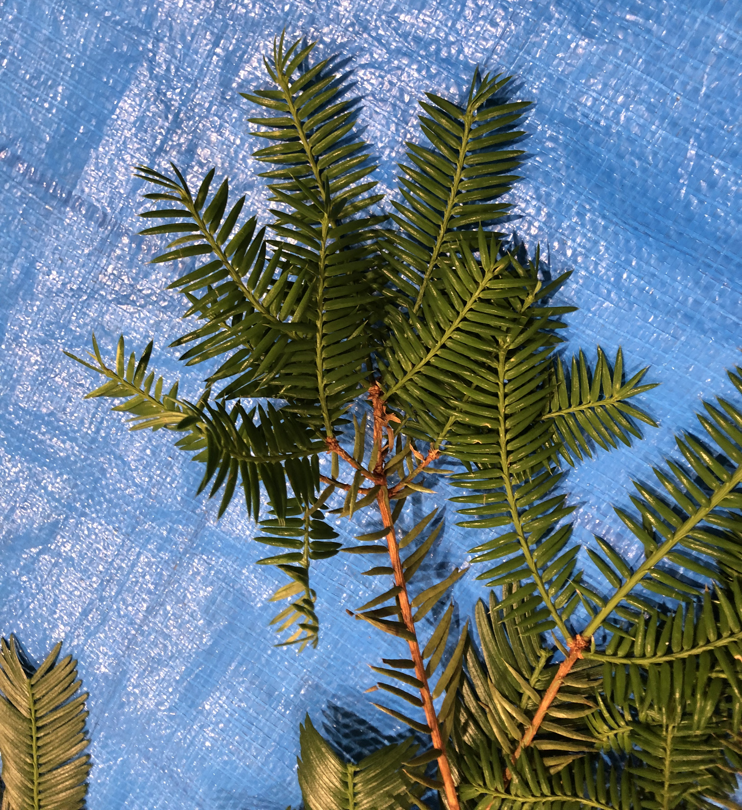 カヤ - Torreya nucifera