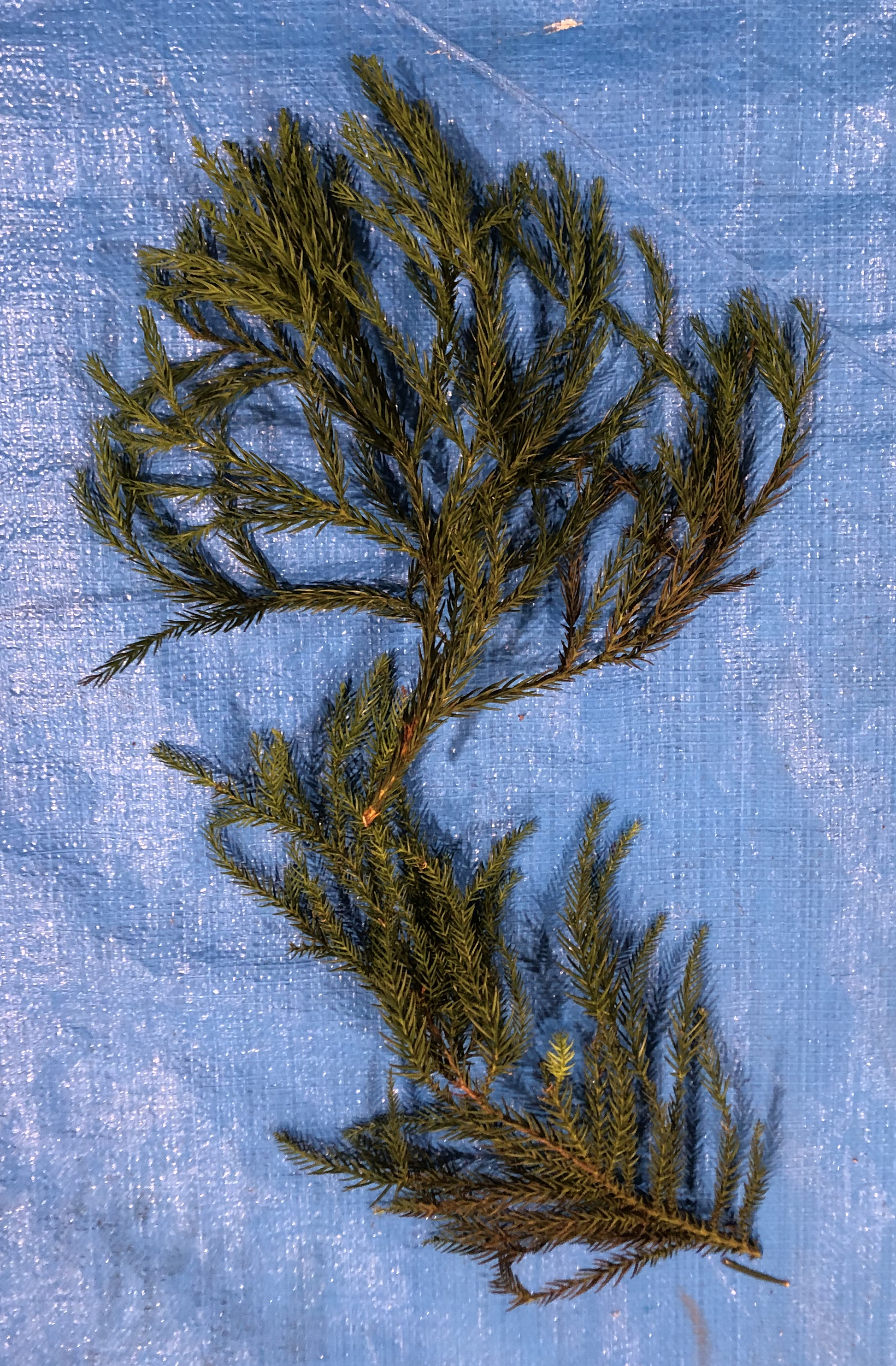 スギ - Cryptomeria japonica