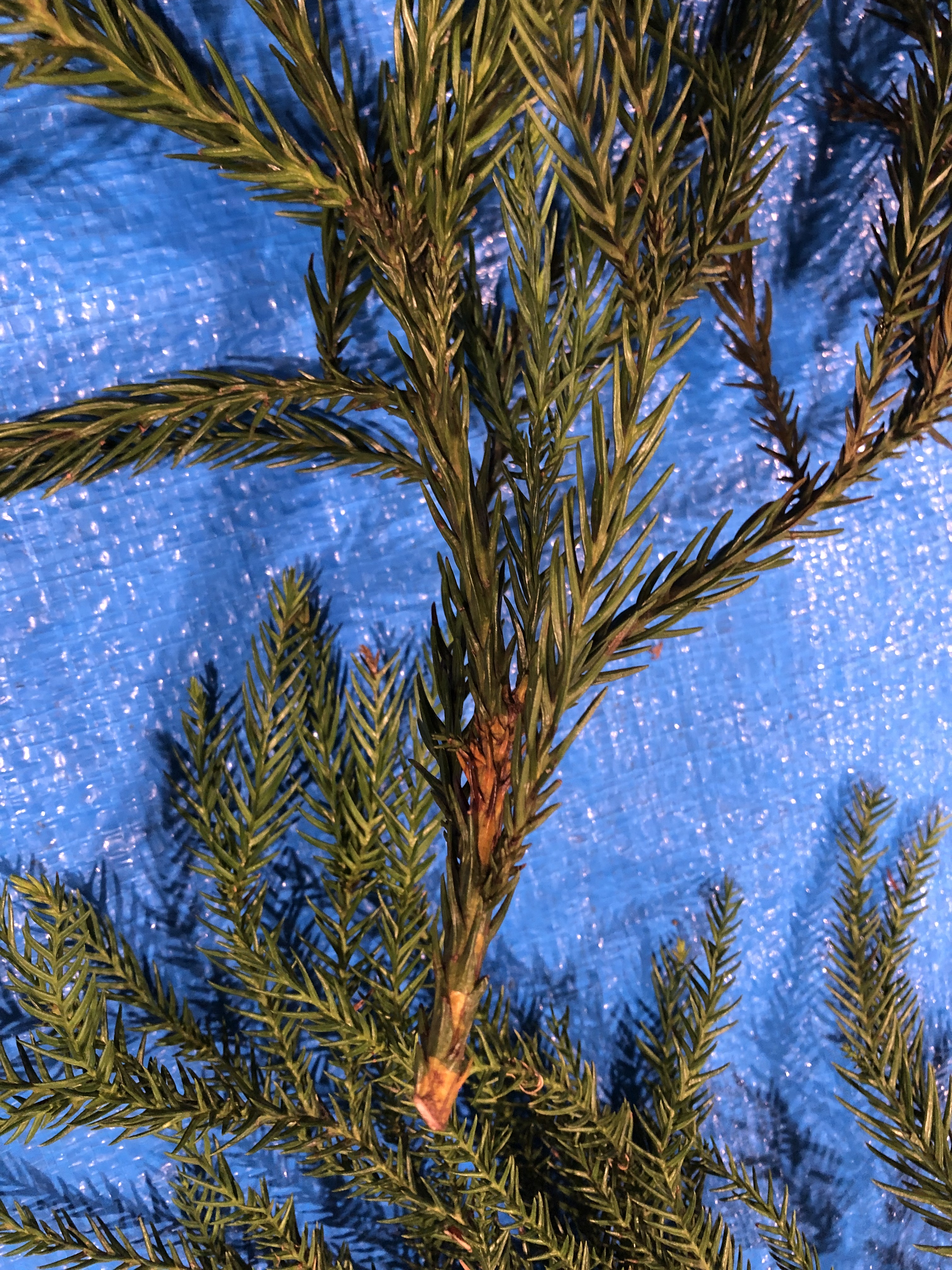 スギ - Cryptomeria japonica