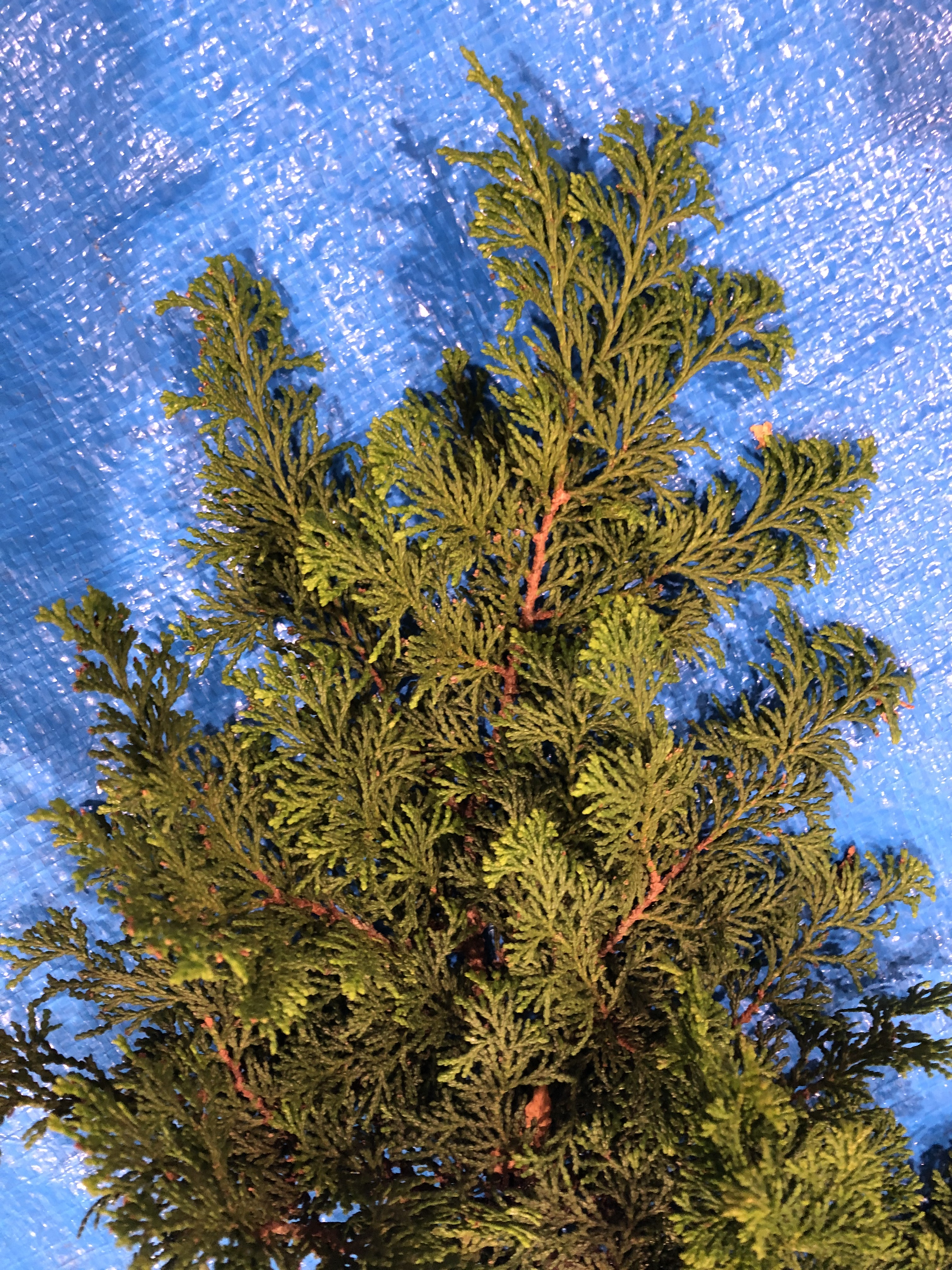 チャボヒバ - Chamaecyparis obtusa cv.Breviramea