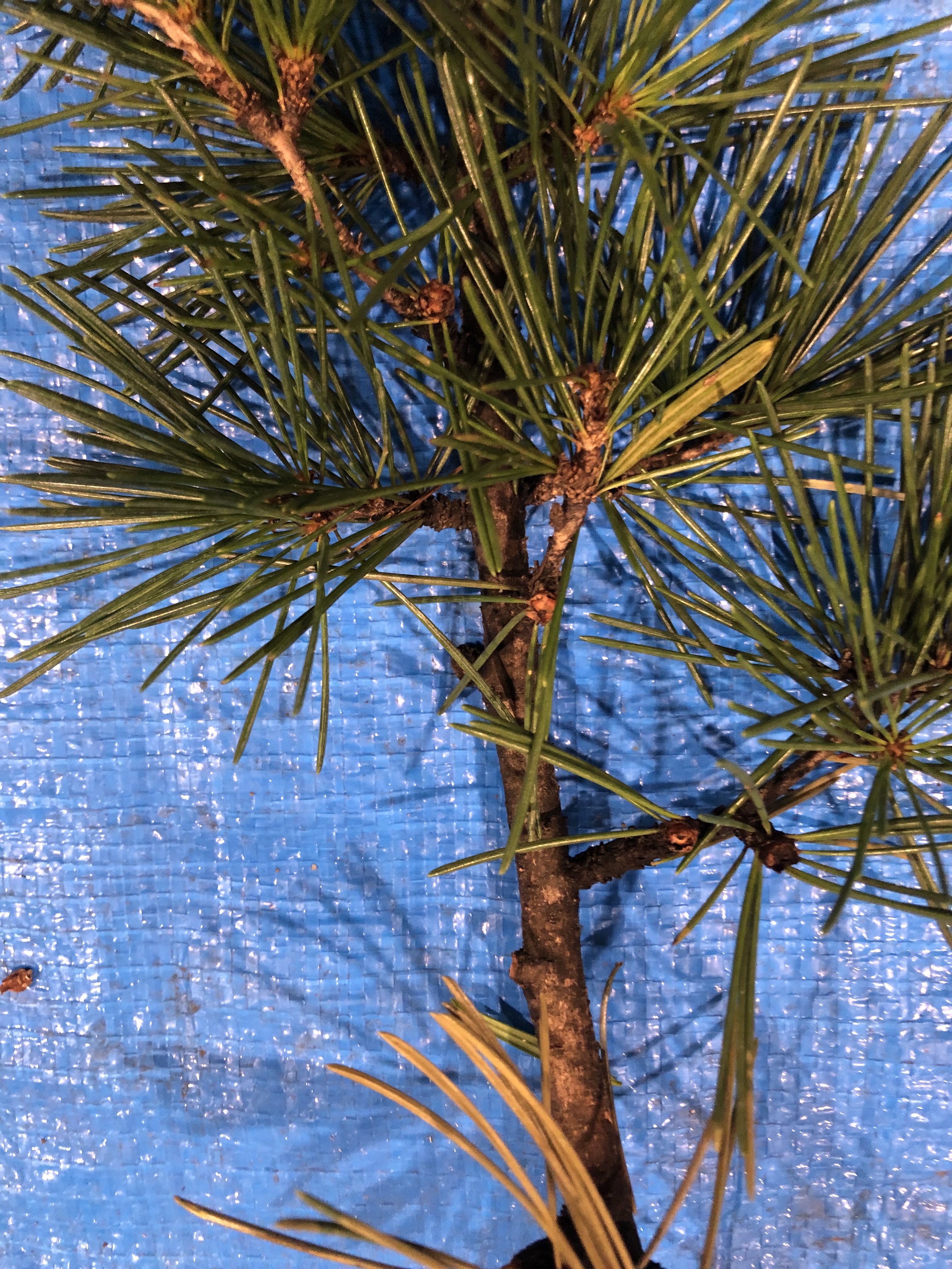 ヒマラヤスギ - Cedrus deodara