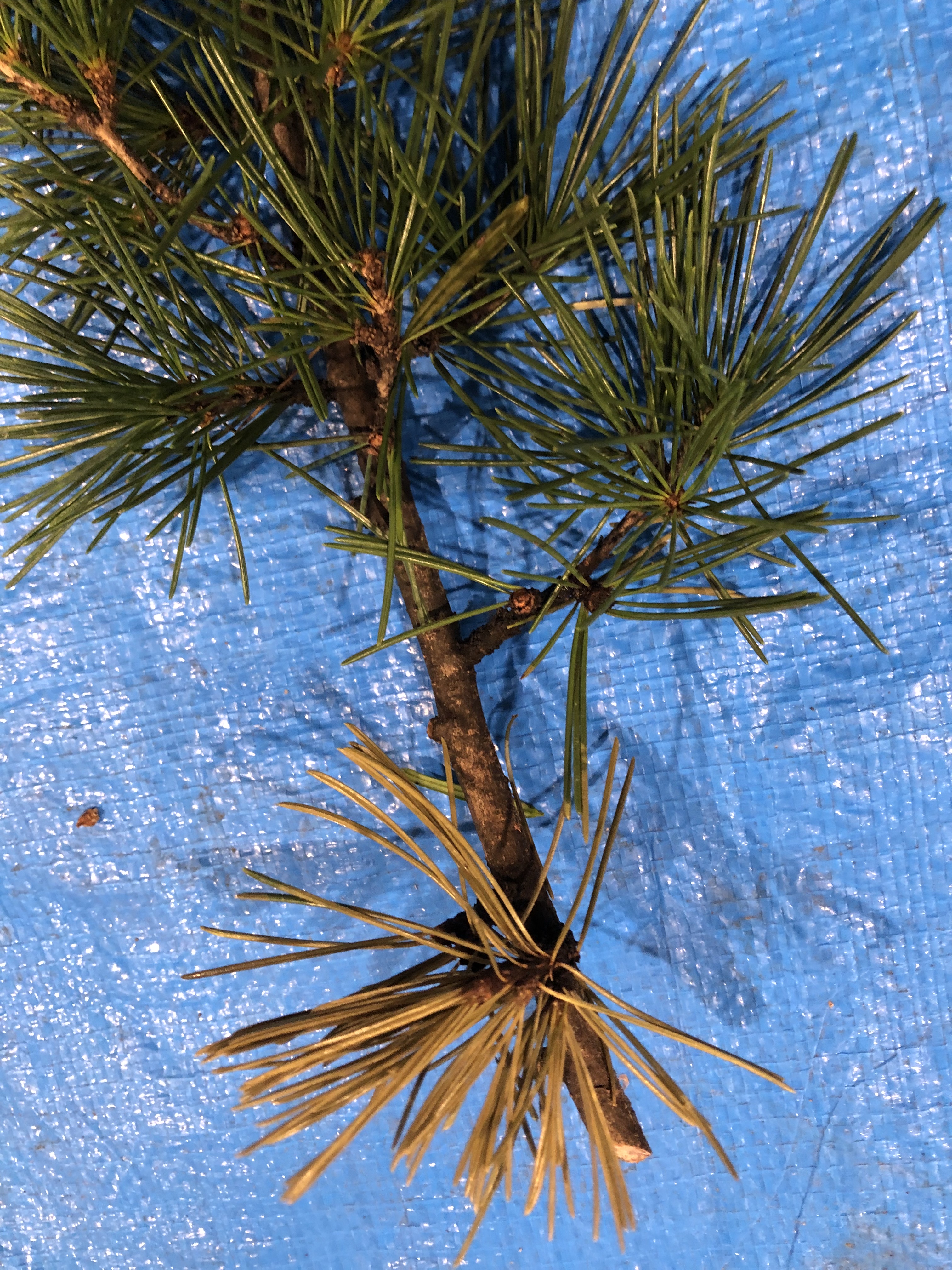 ヒマラヤスギ - Cedrus deodara