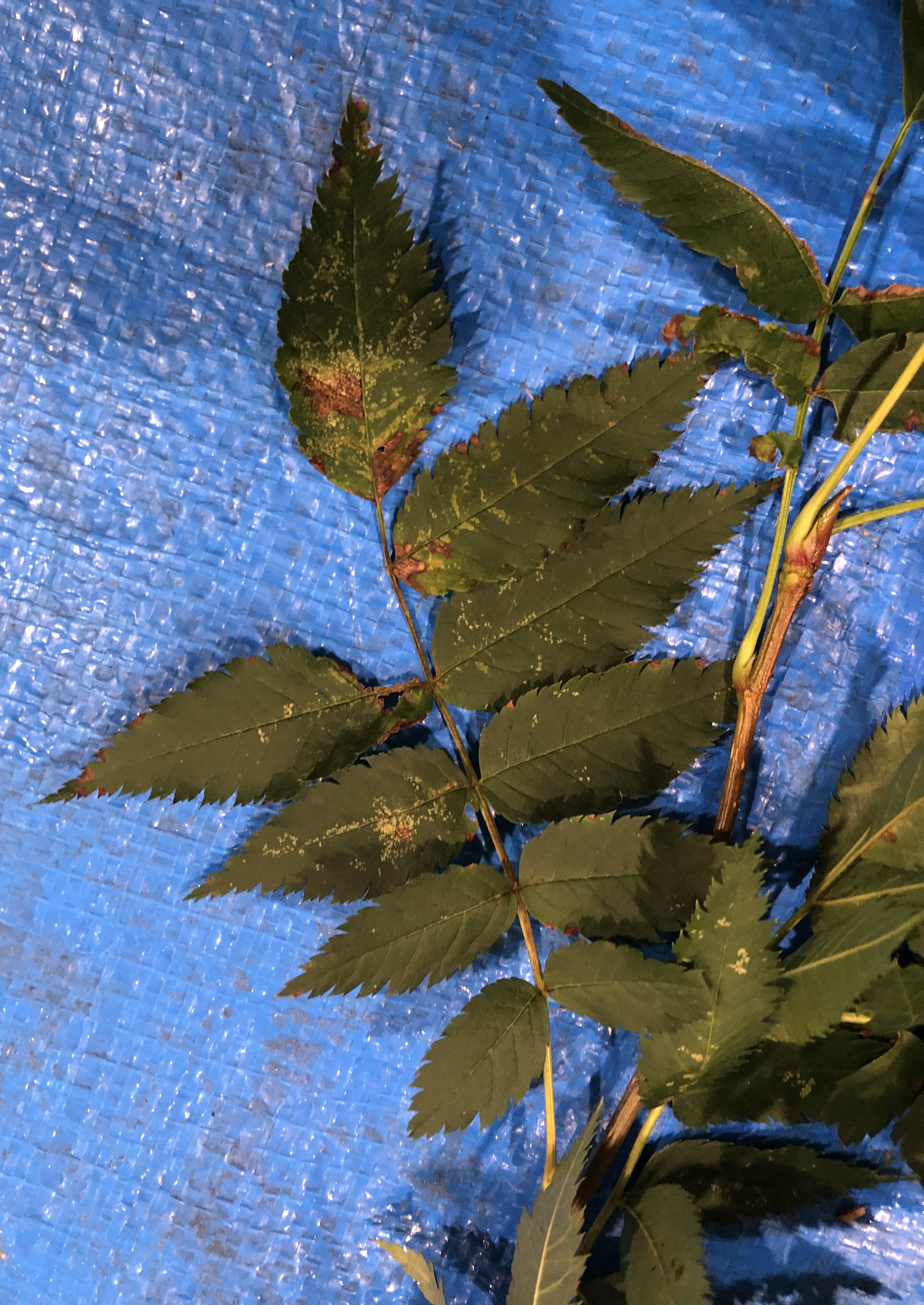 ナナカマド - Sorbus commixta