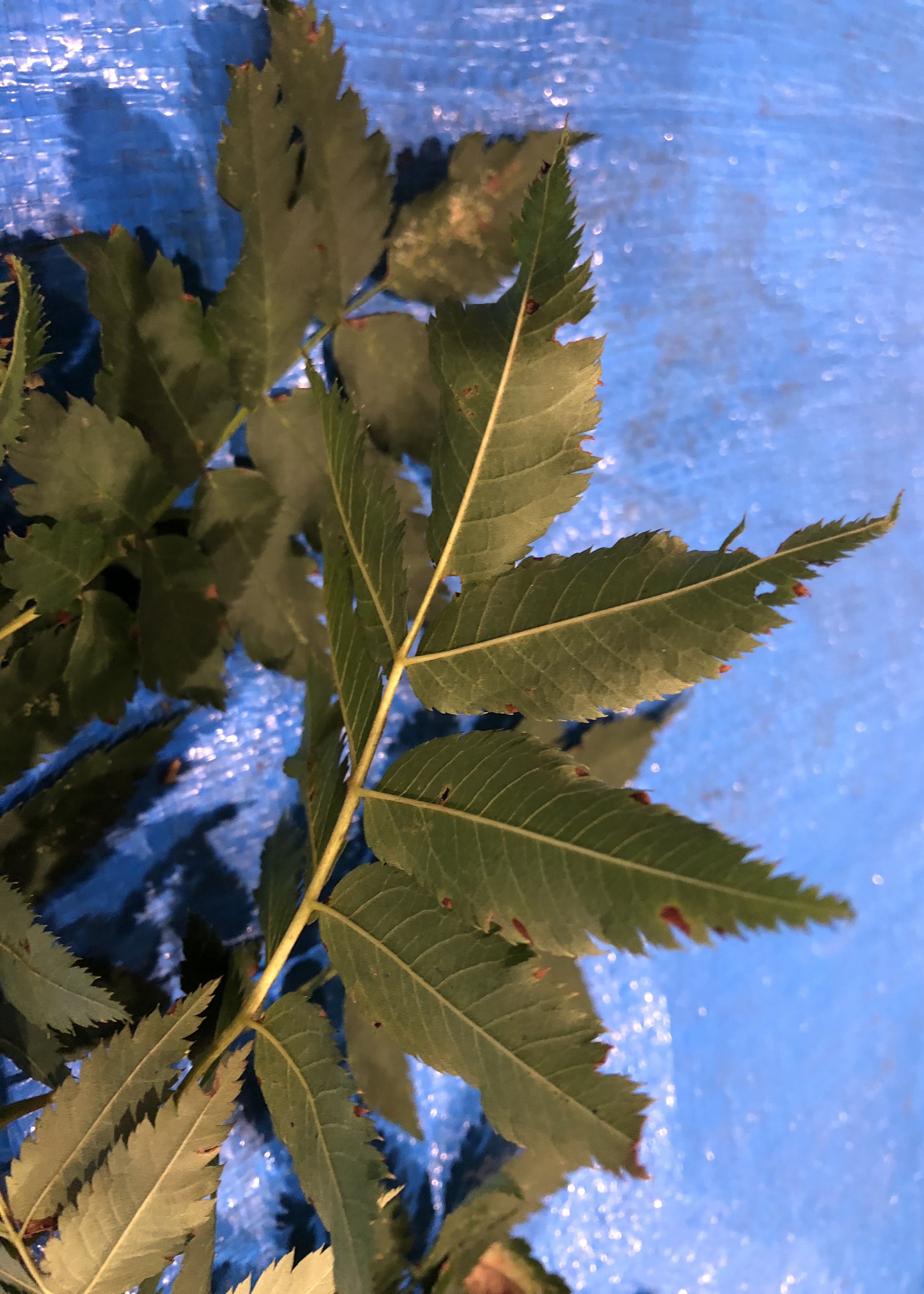 ナナカマド - Sorbus commixta