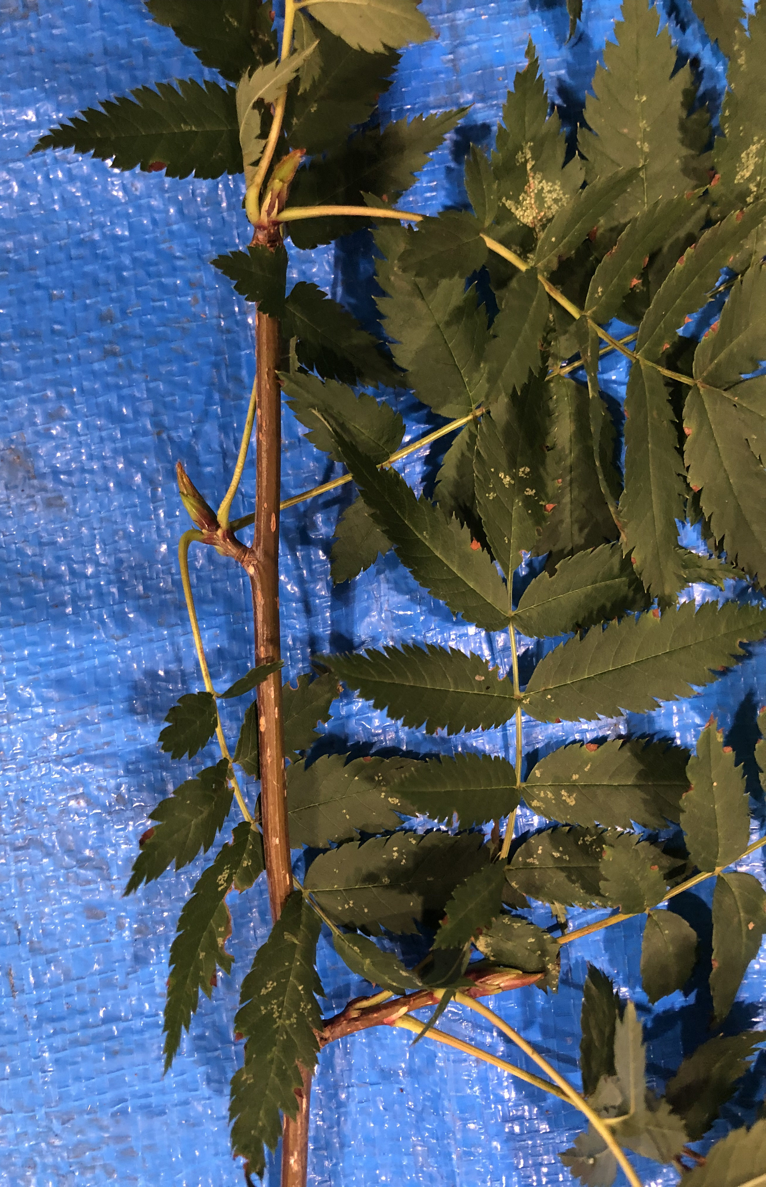 ナナカマド - Sorbus commixta