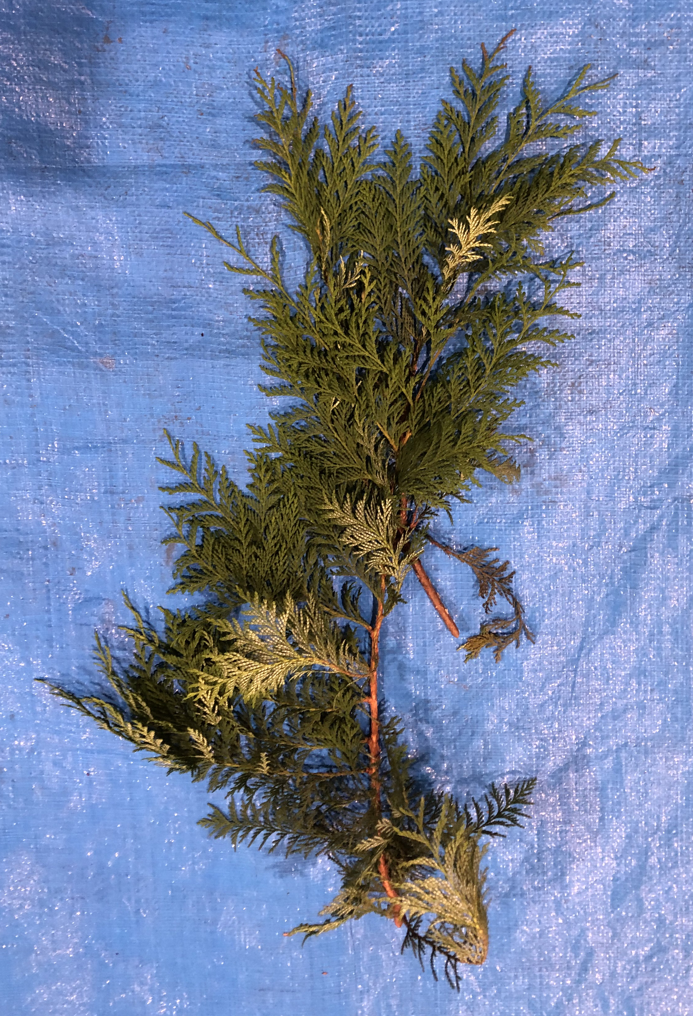 サワラ - Chamaecyparis pisifera