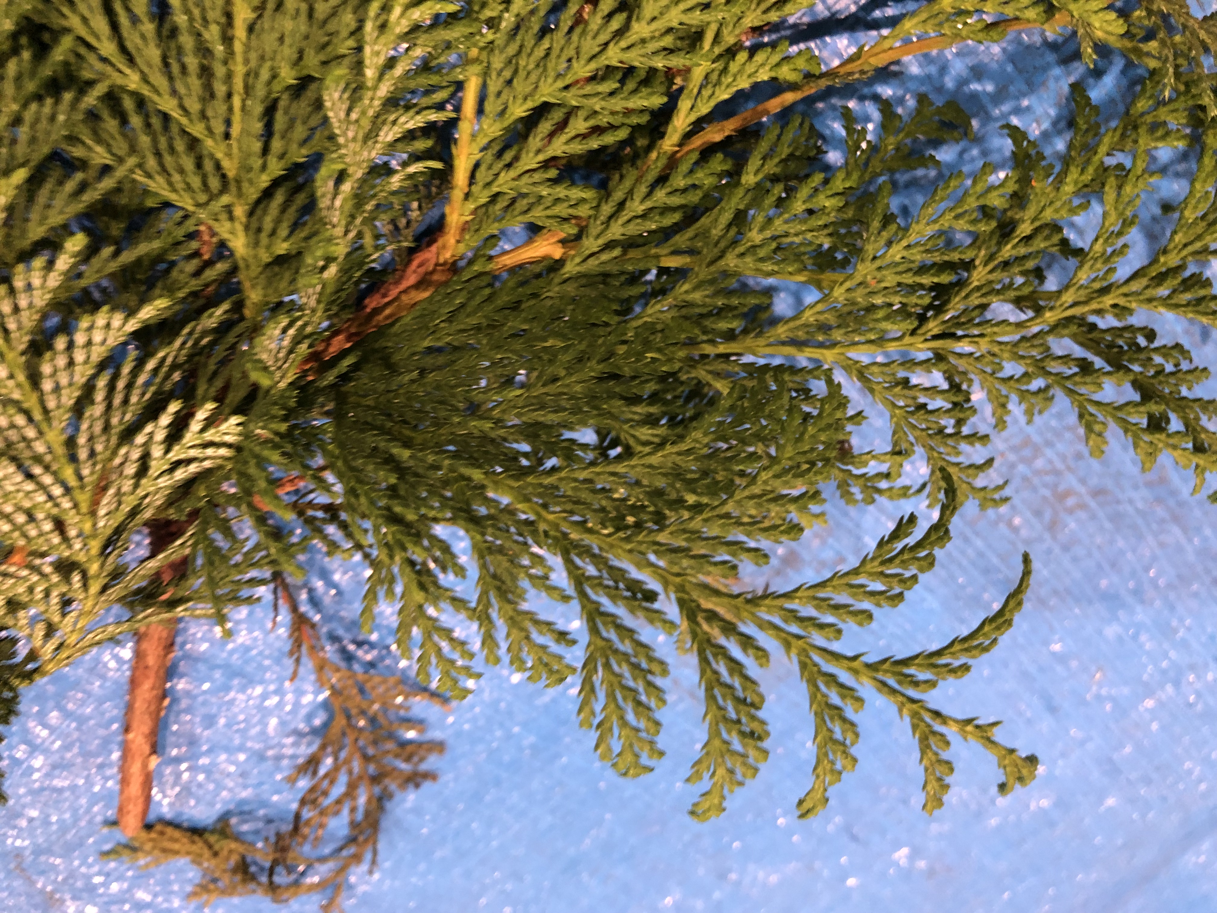 サワラ - Chamaecyparis pisifera