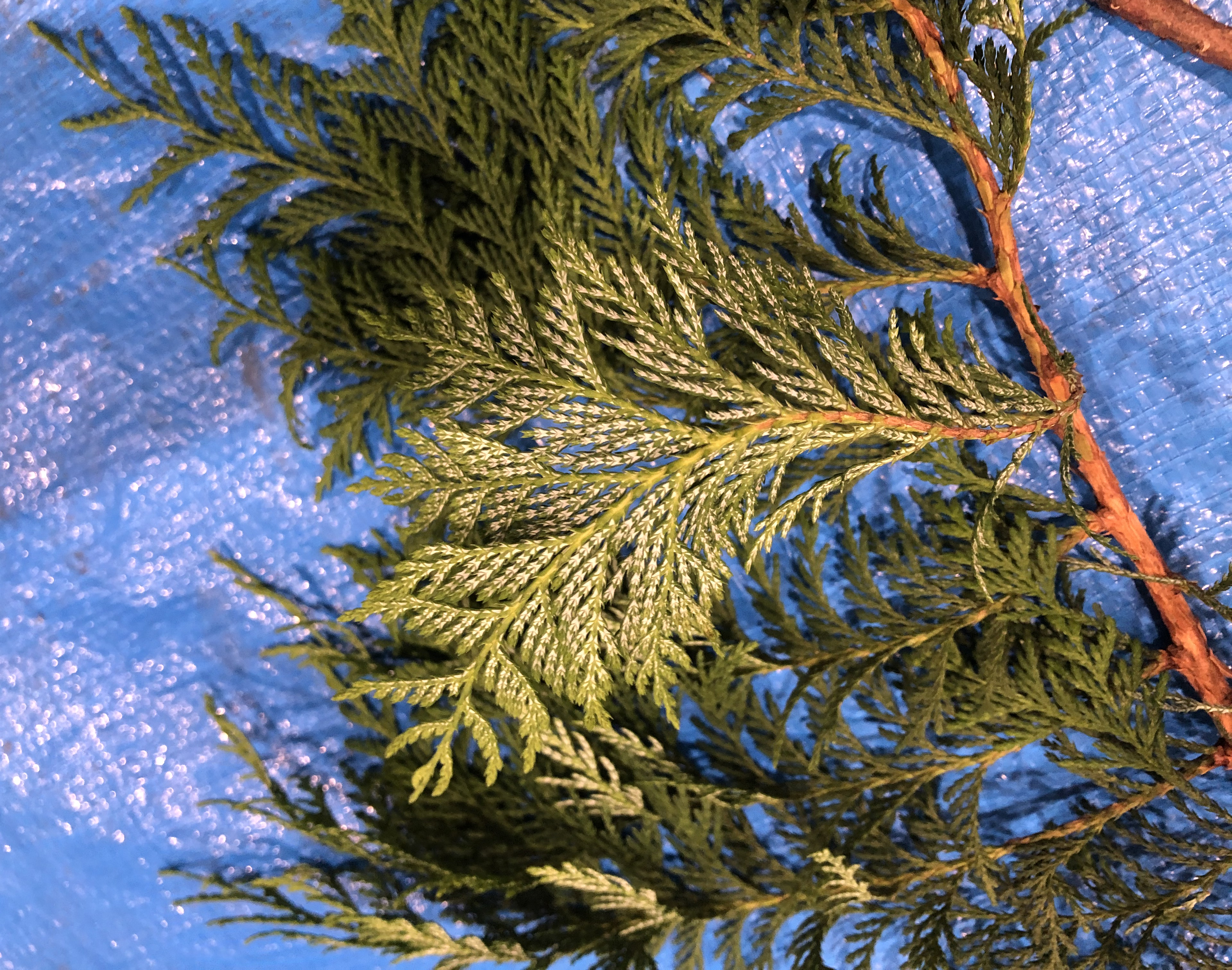 サワラ - Chamaecyparis pisifera