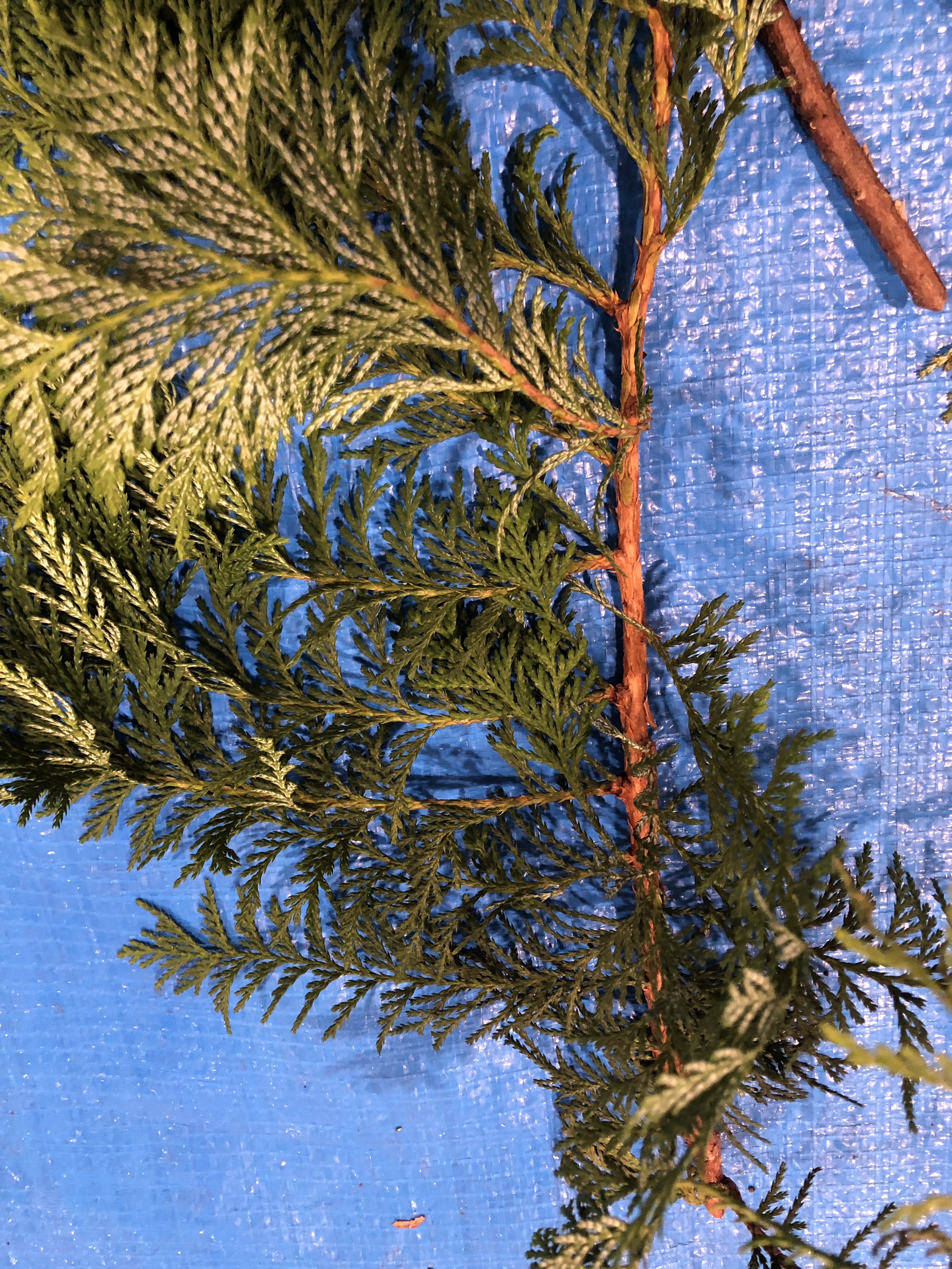 サワラ - Chamaecyparis pisifera