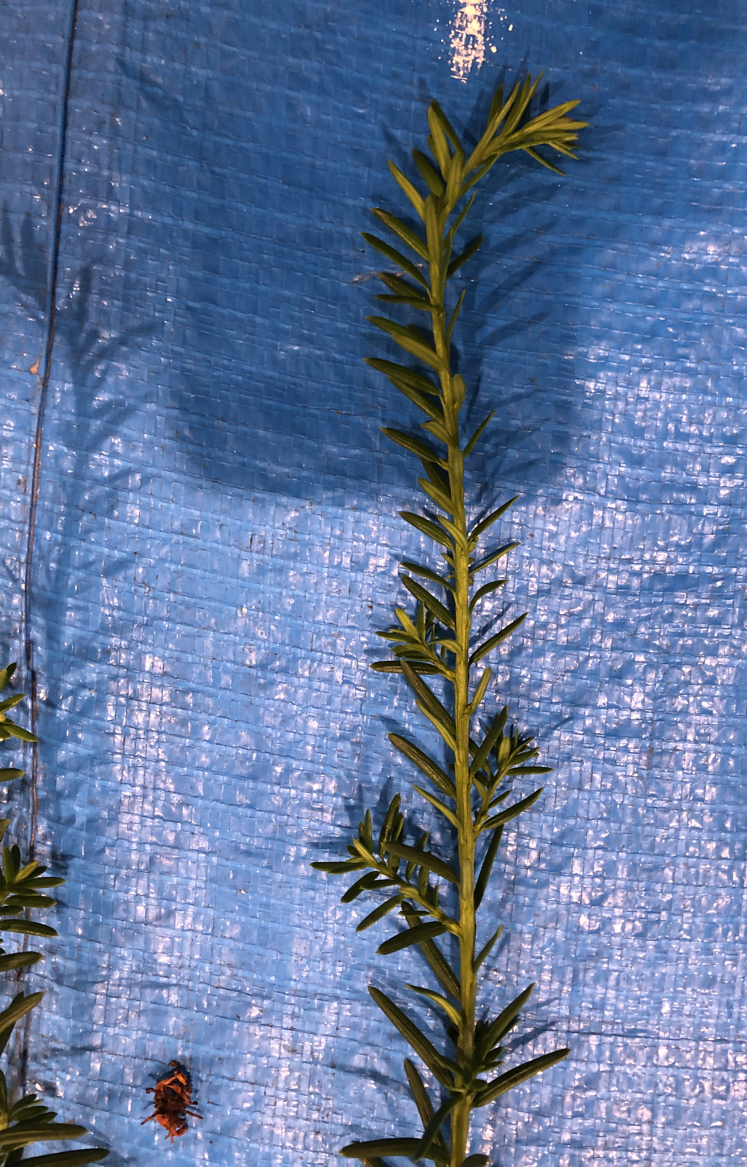 イチイ - Taxus cuspidata