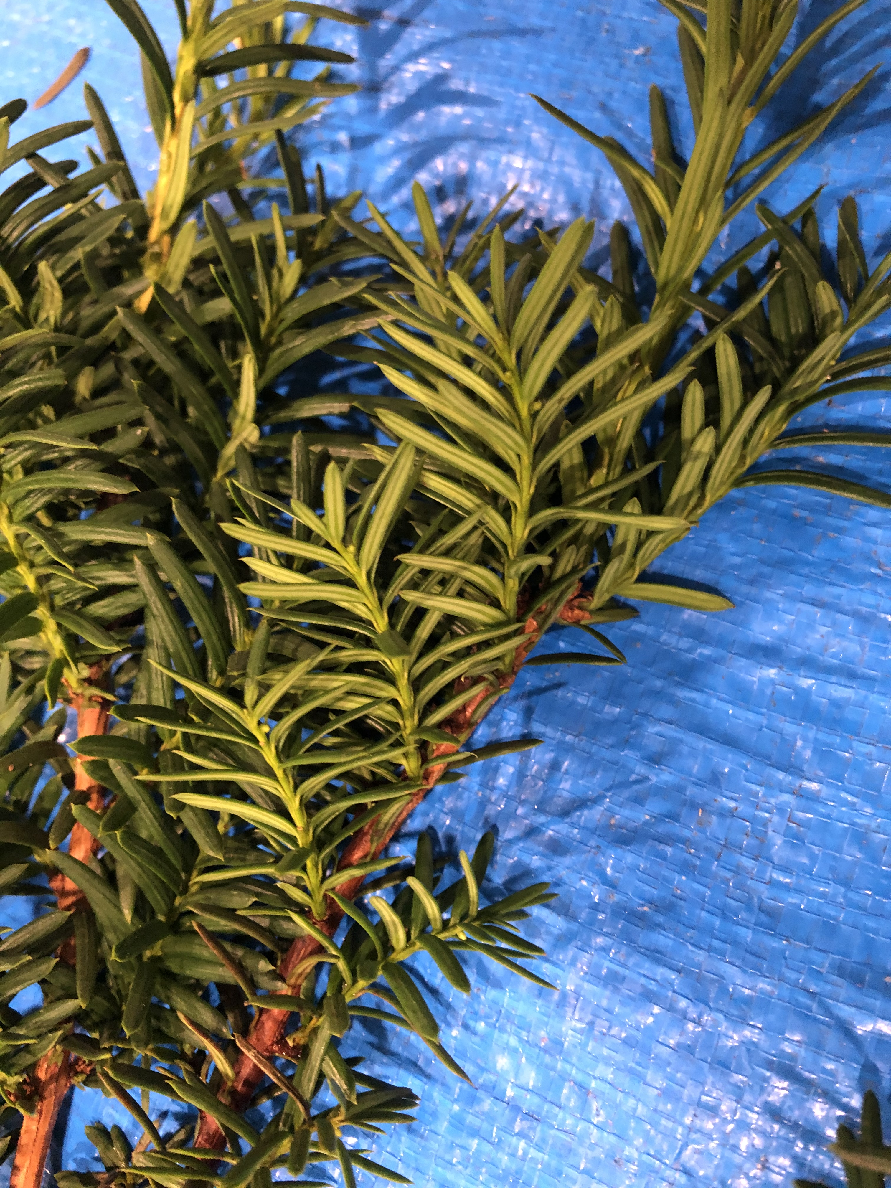 イチイ - Taxus cuspidata