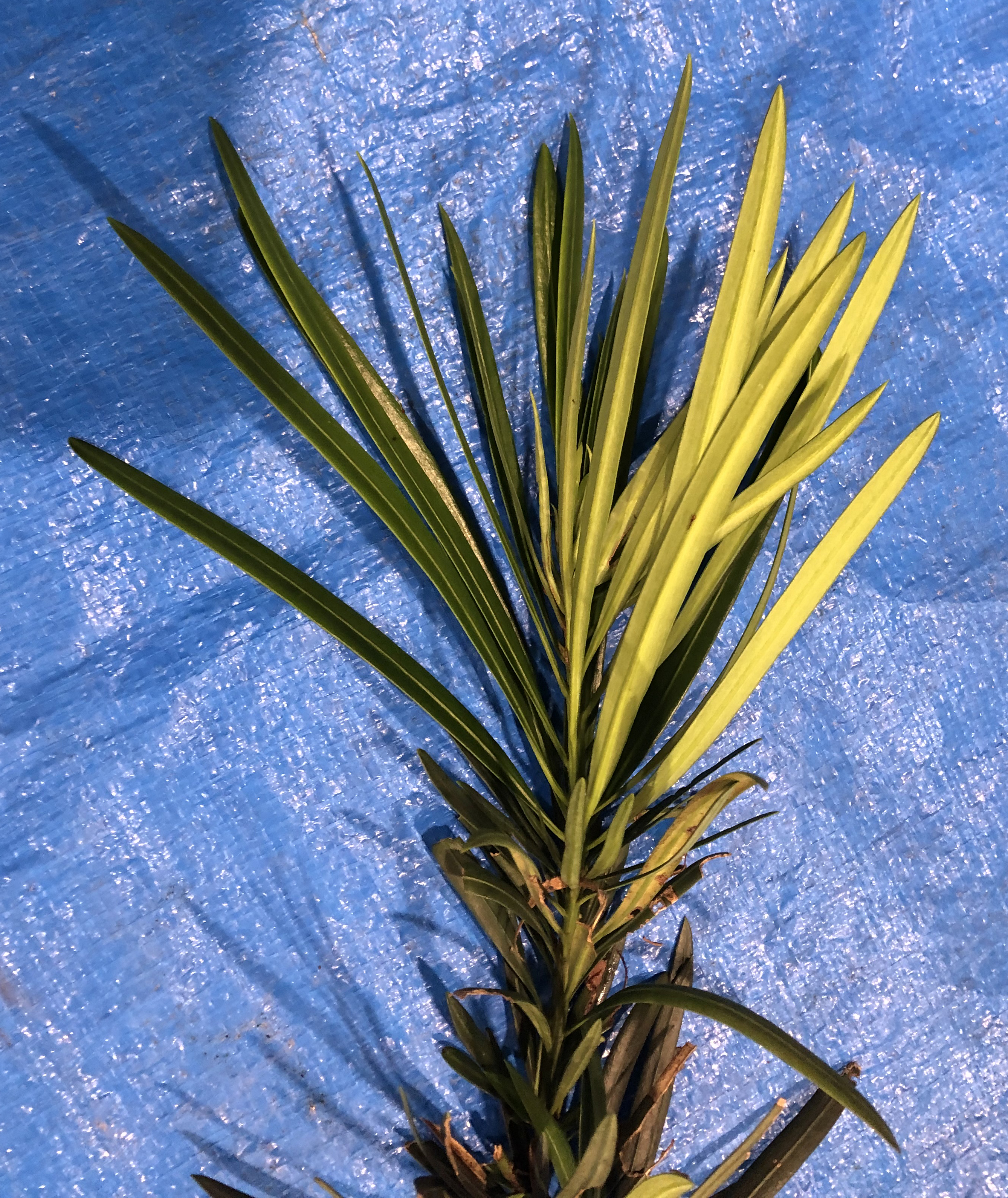 イヌマキ - Podocarpus macrophyllus