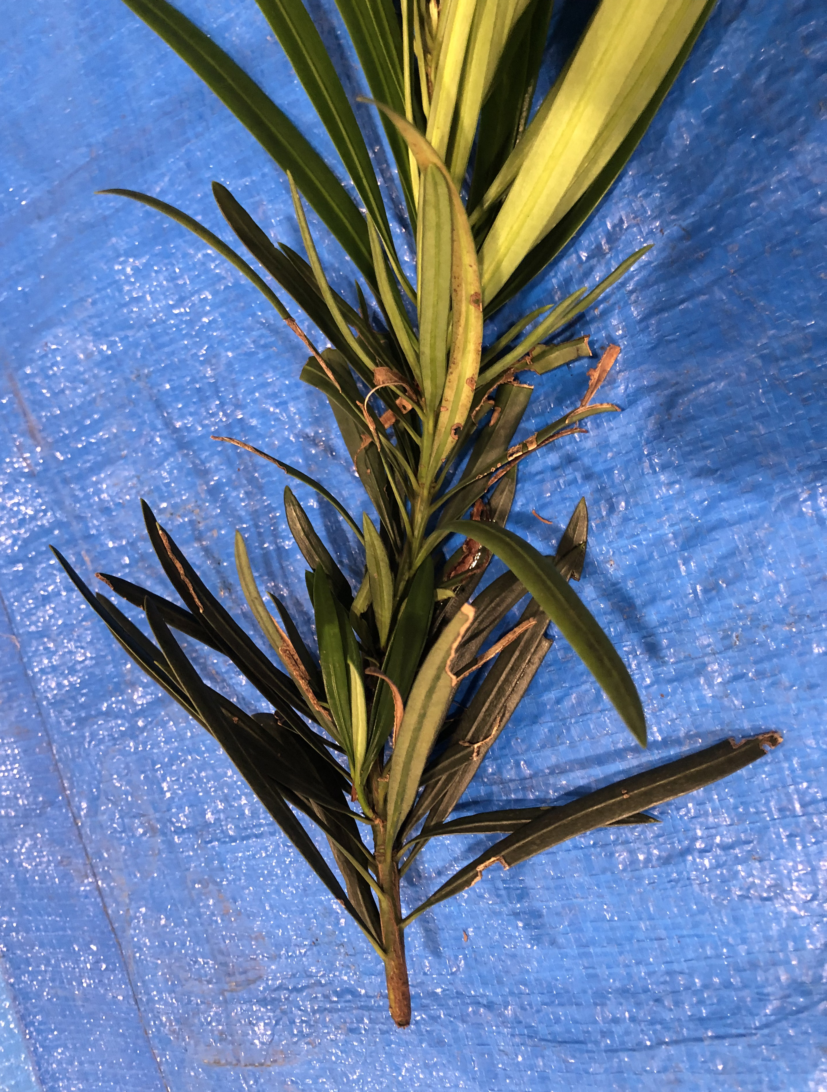 イヌマキ - Podocarpus macrophyllus