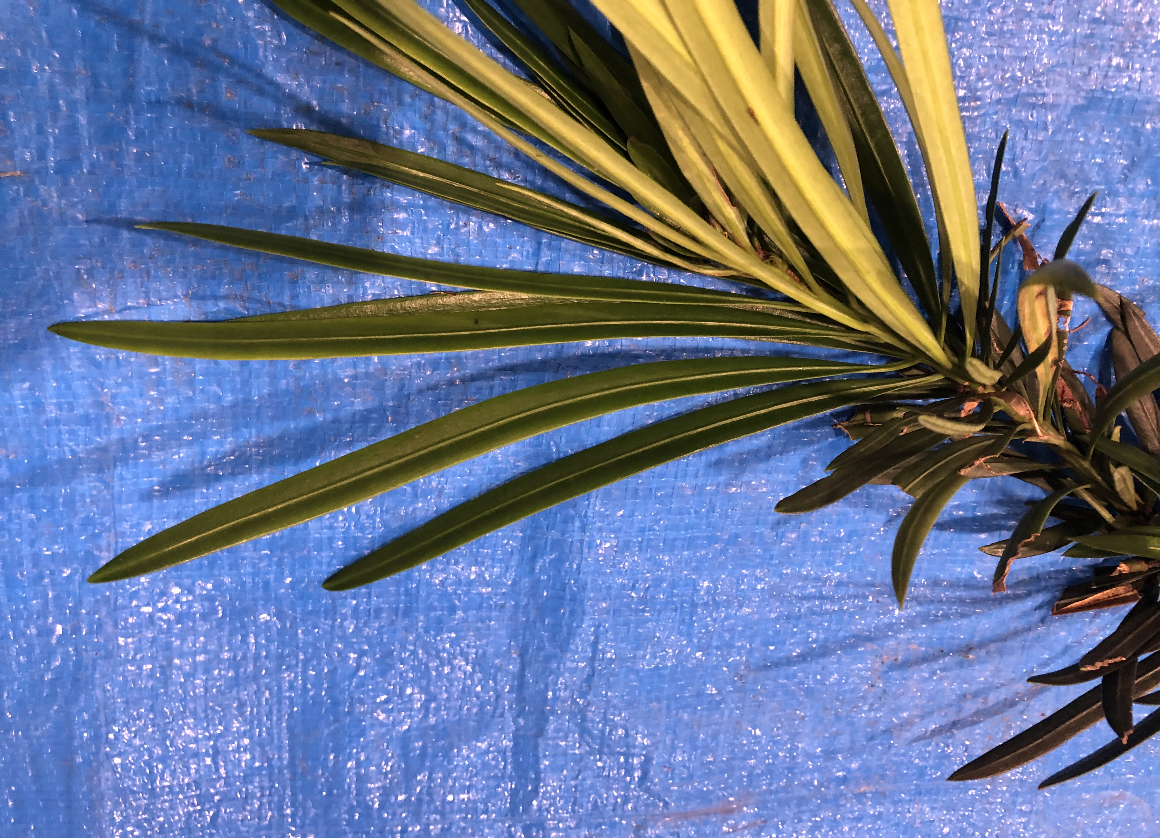 イヌマキ - Podocarpus macrophyllus