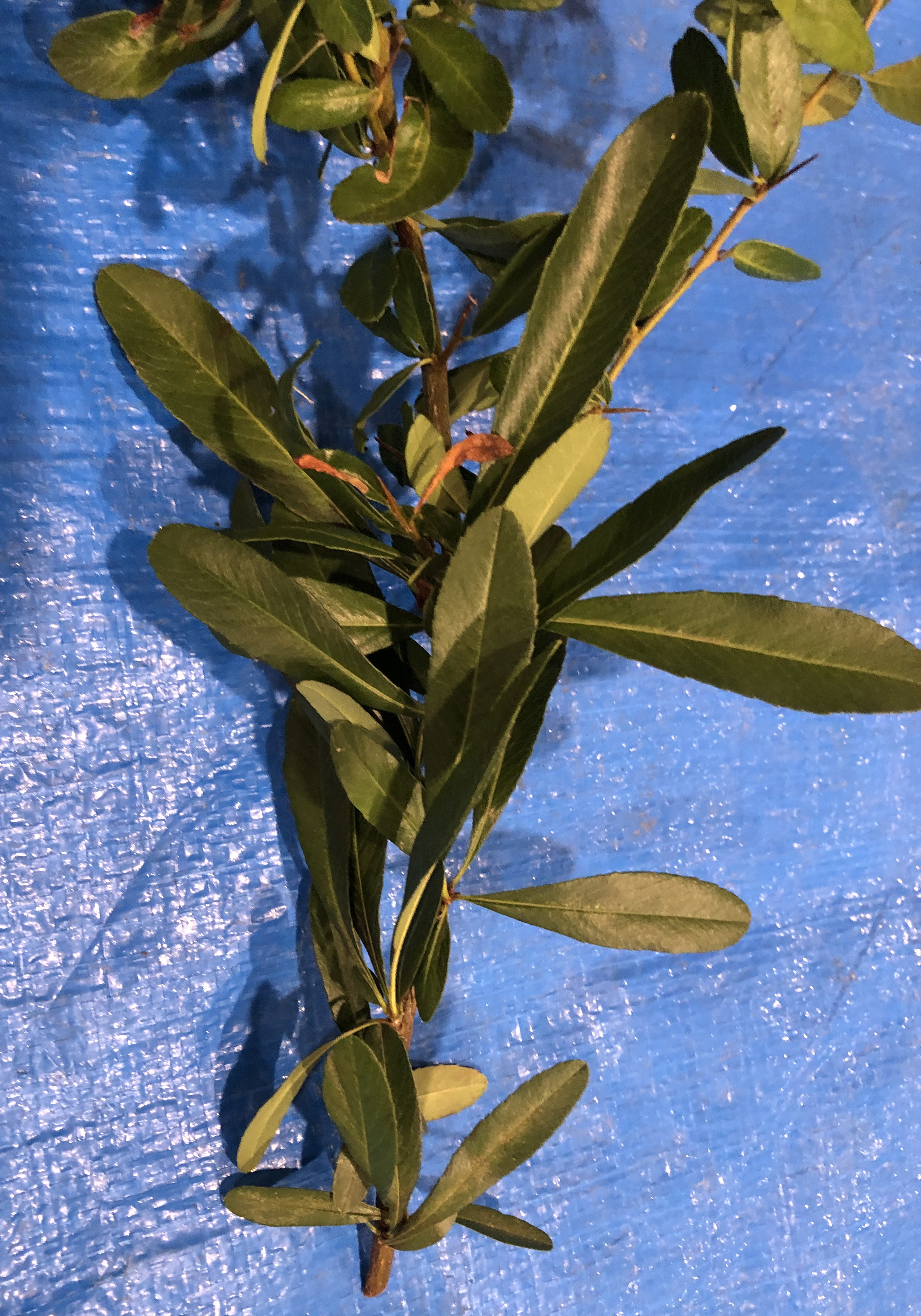 ピラカンサ - Pyracantha