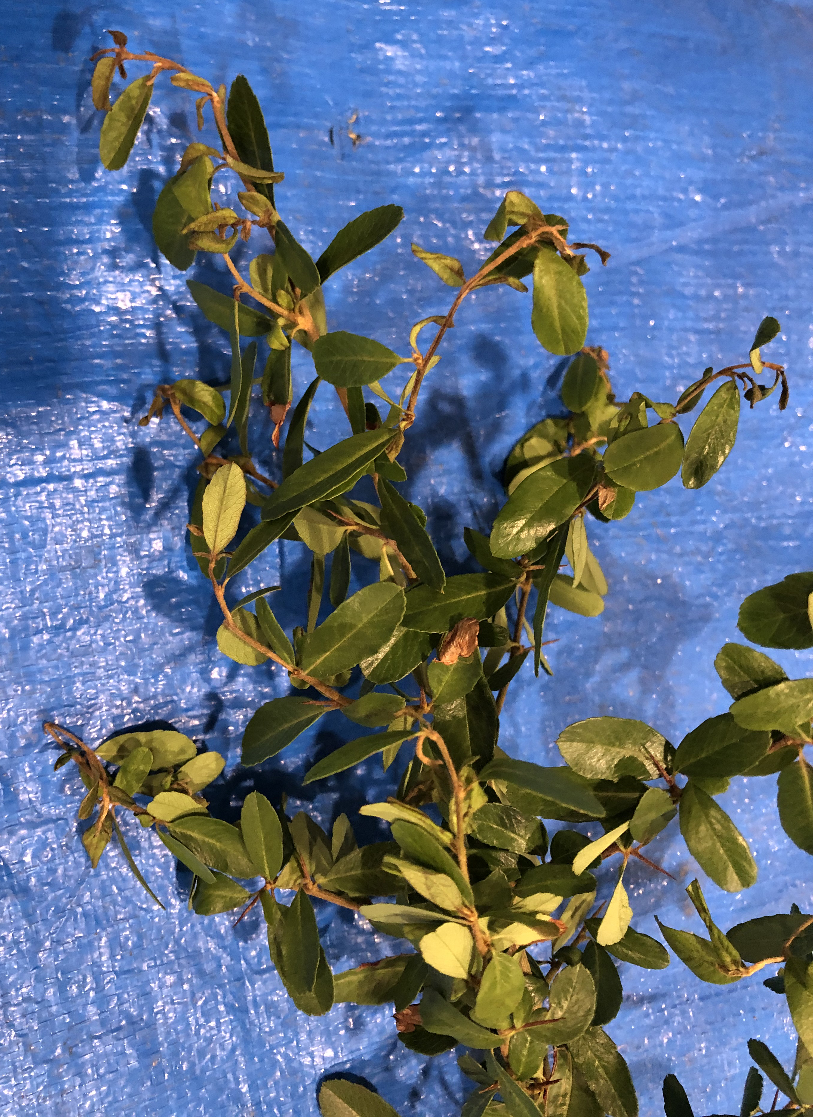 ピラカンサ - Pyracantha