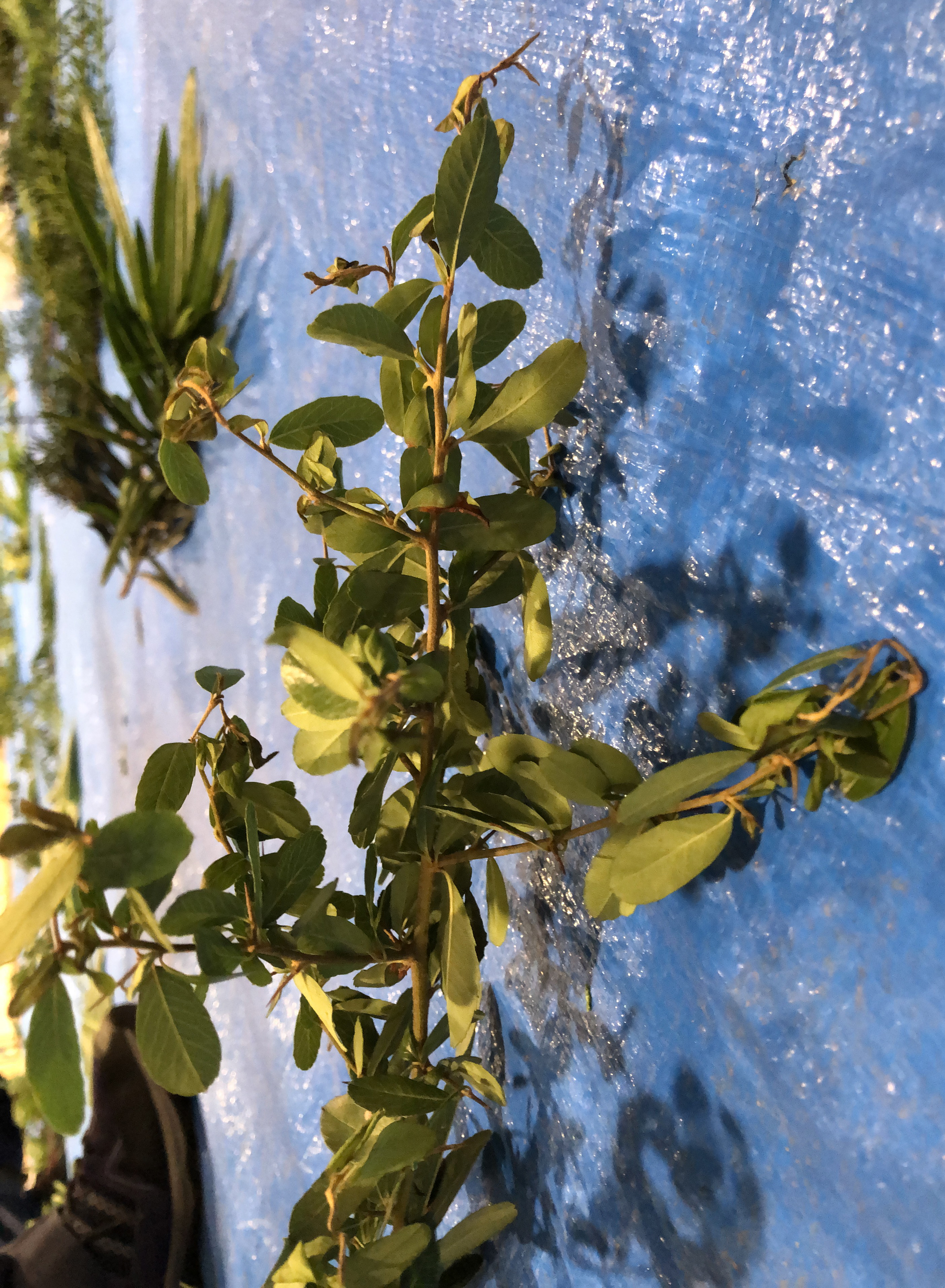 ピラカンサ - Pyracantha