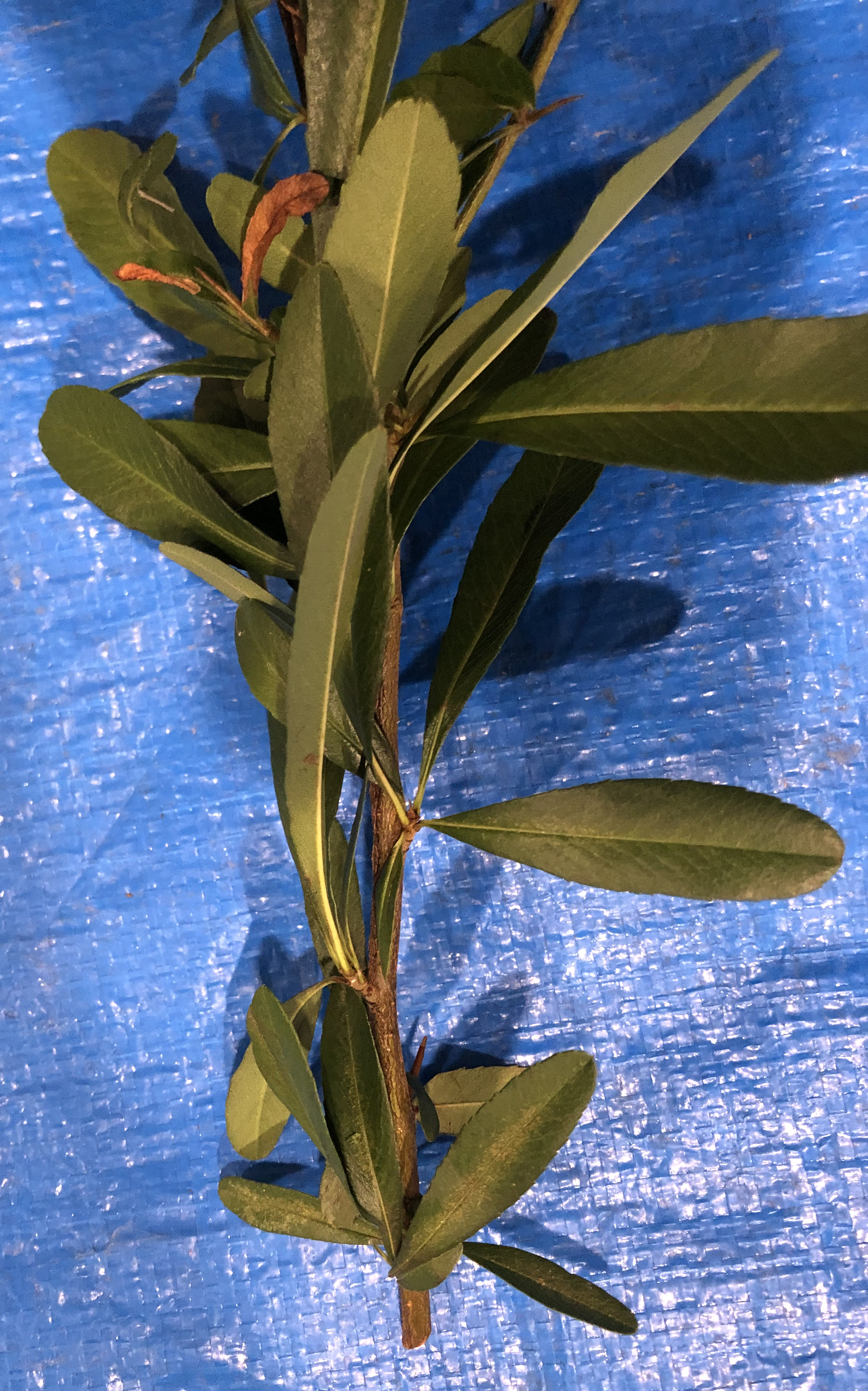 ピラカンサ - Pyracantha