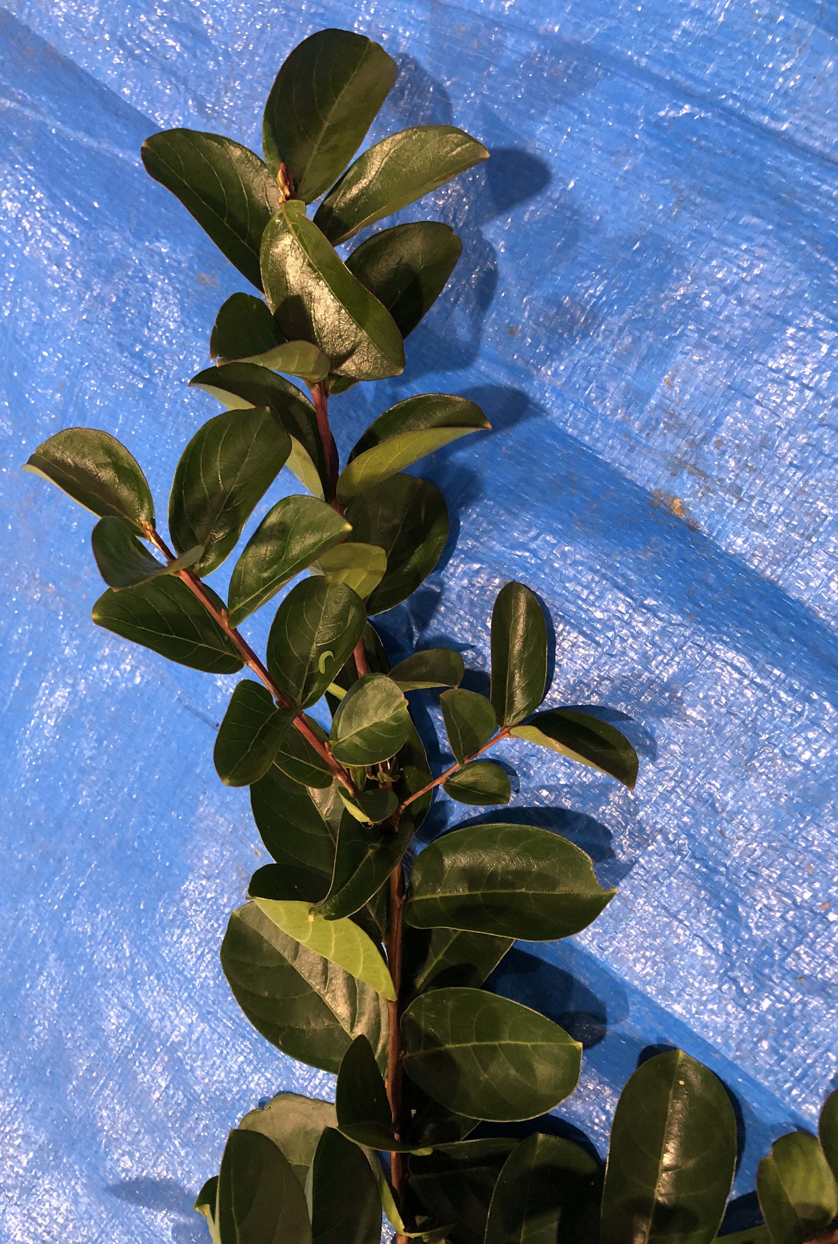 サルスベリ - Lagerstroemia indica