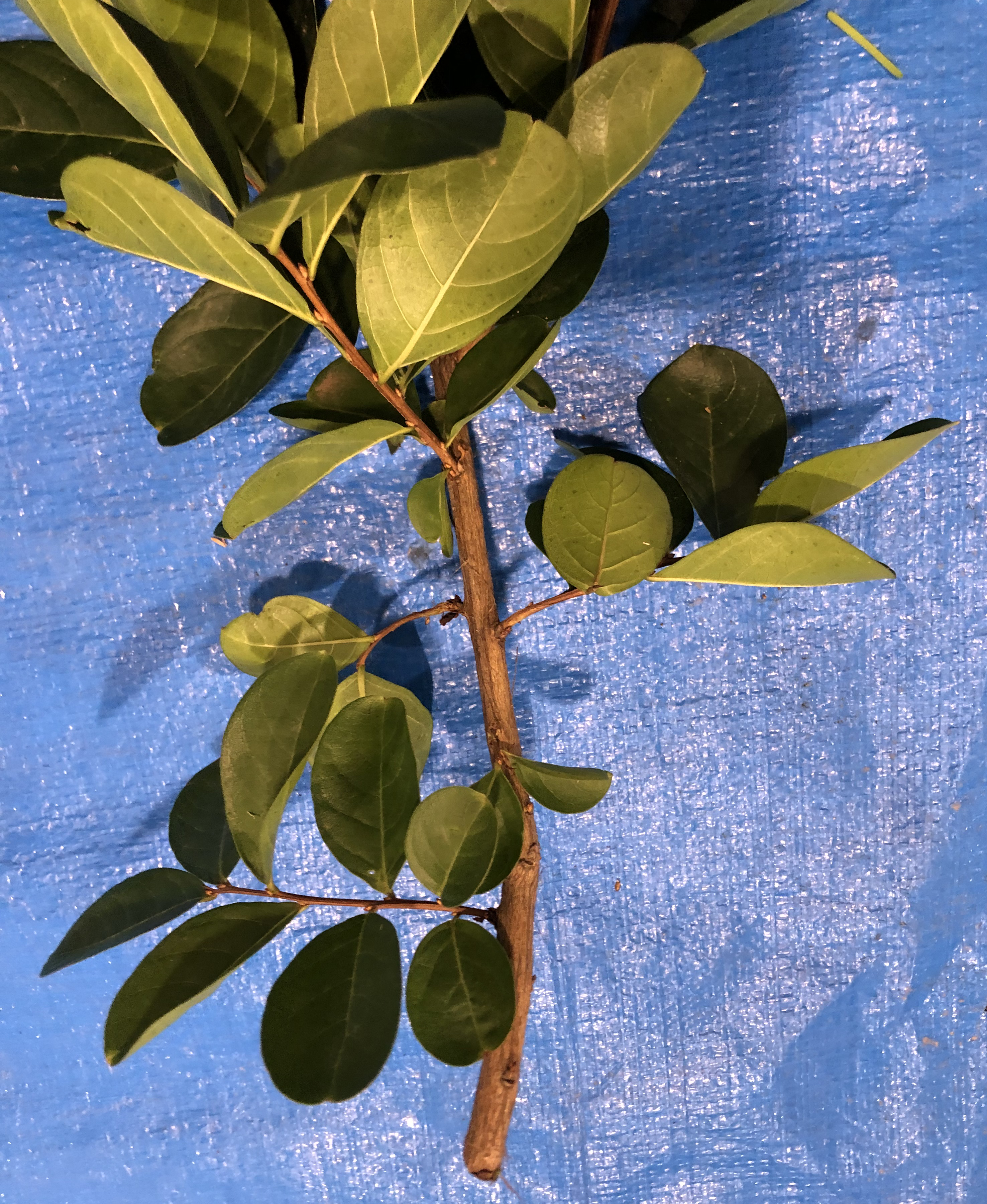 サルスベリ - Lagerstroemia indica