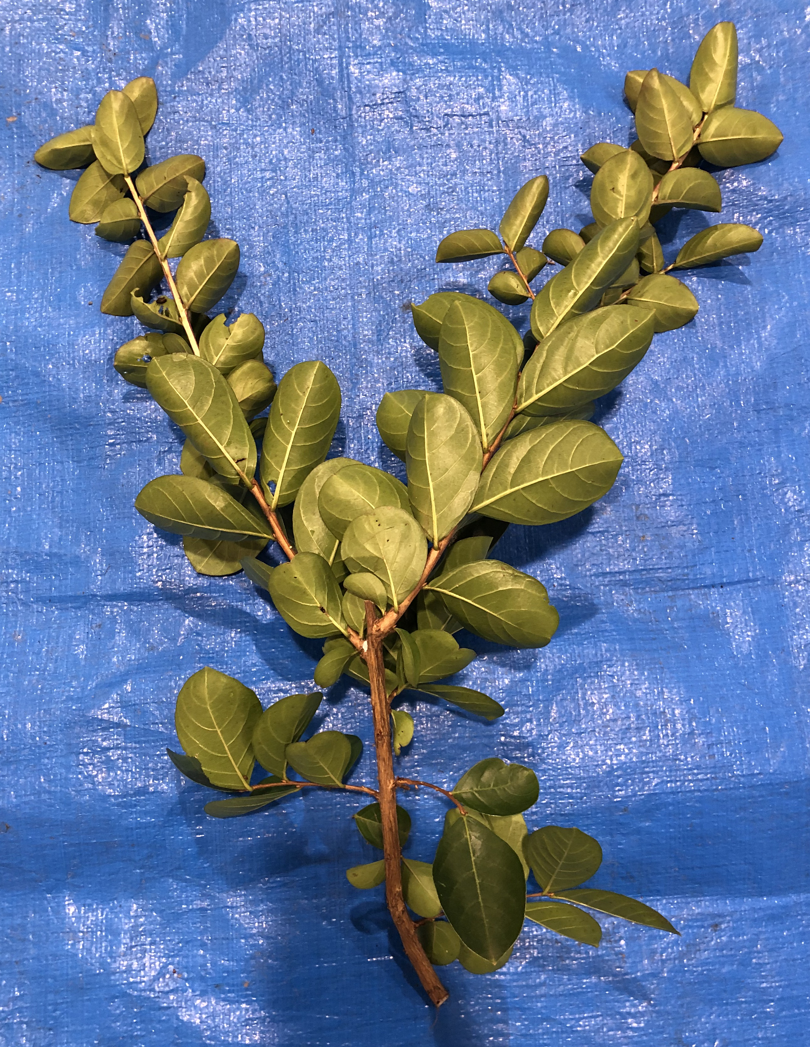 サルスベリ - Lagerstroemia indica