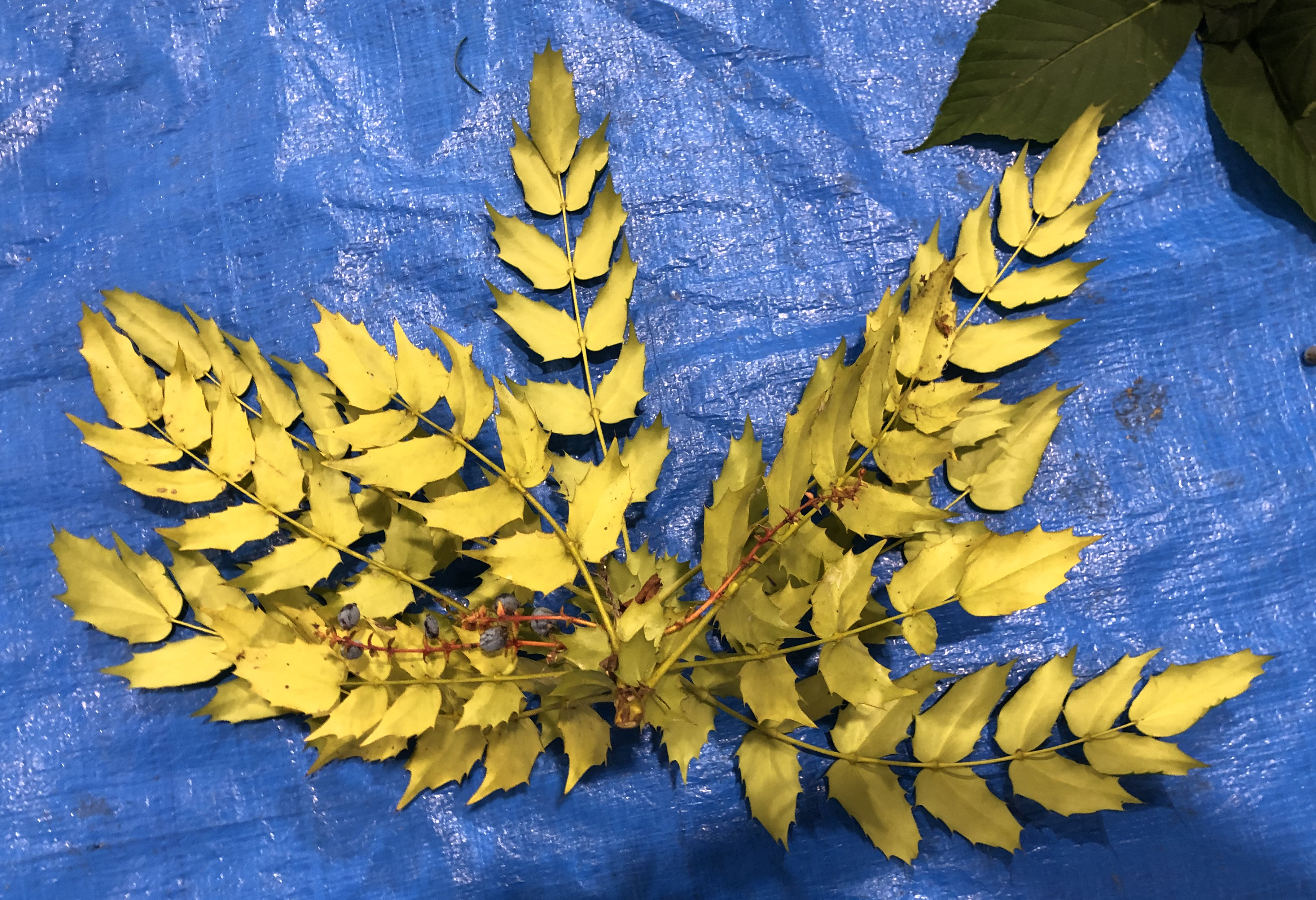 ヒイラギナンテン - Mahonia japonica
