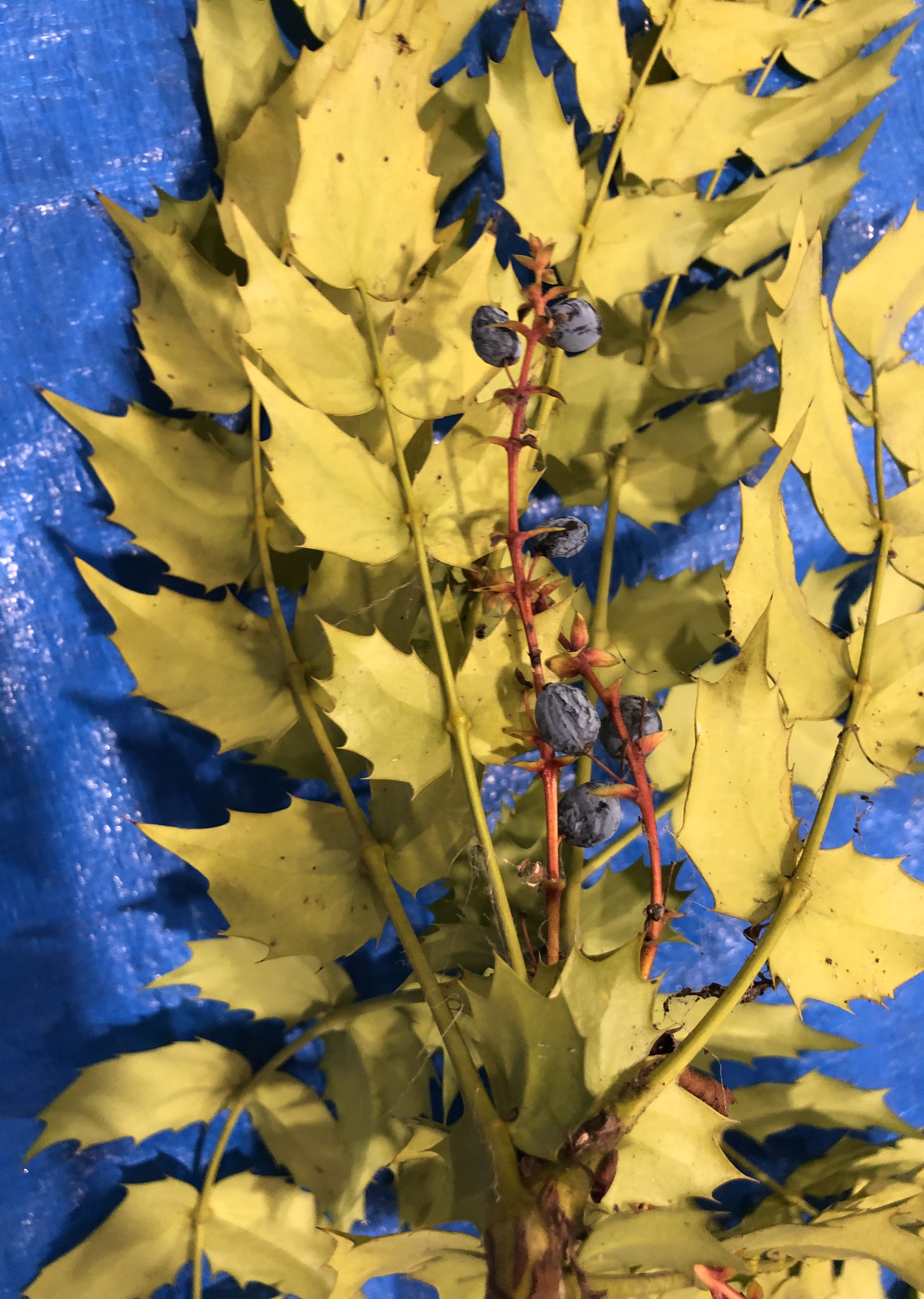 ヒイラギナンテン - Mahonia japonica