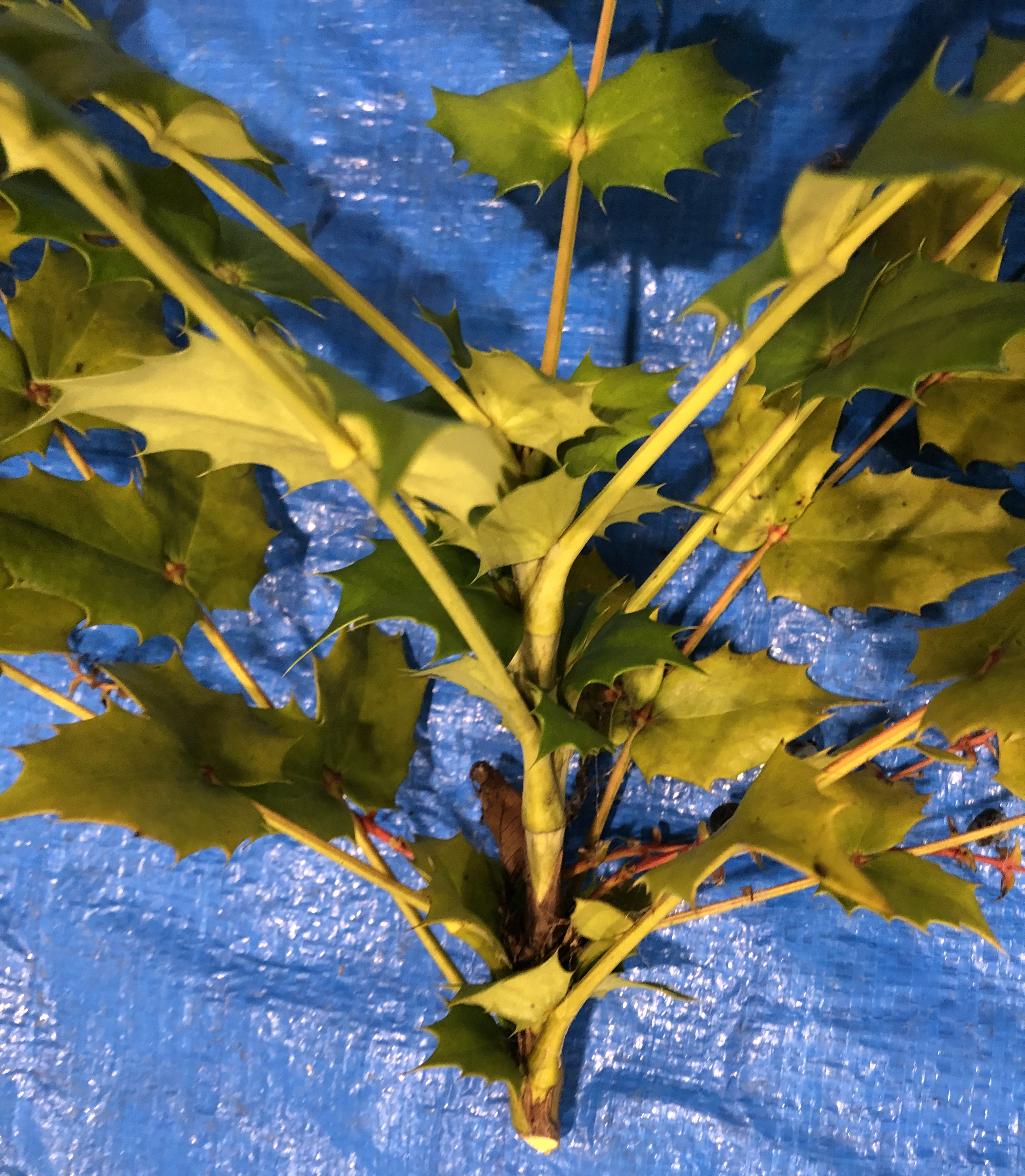 ヒイラギナンテン - Mahonia japonica