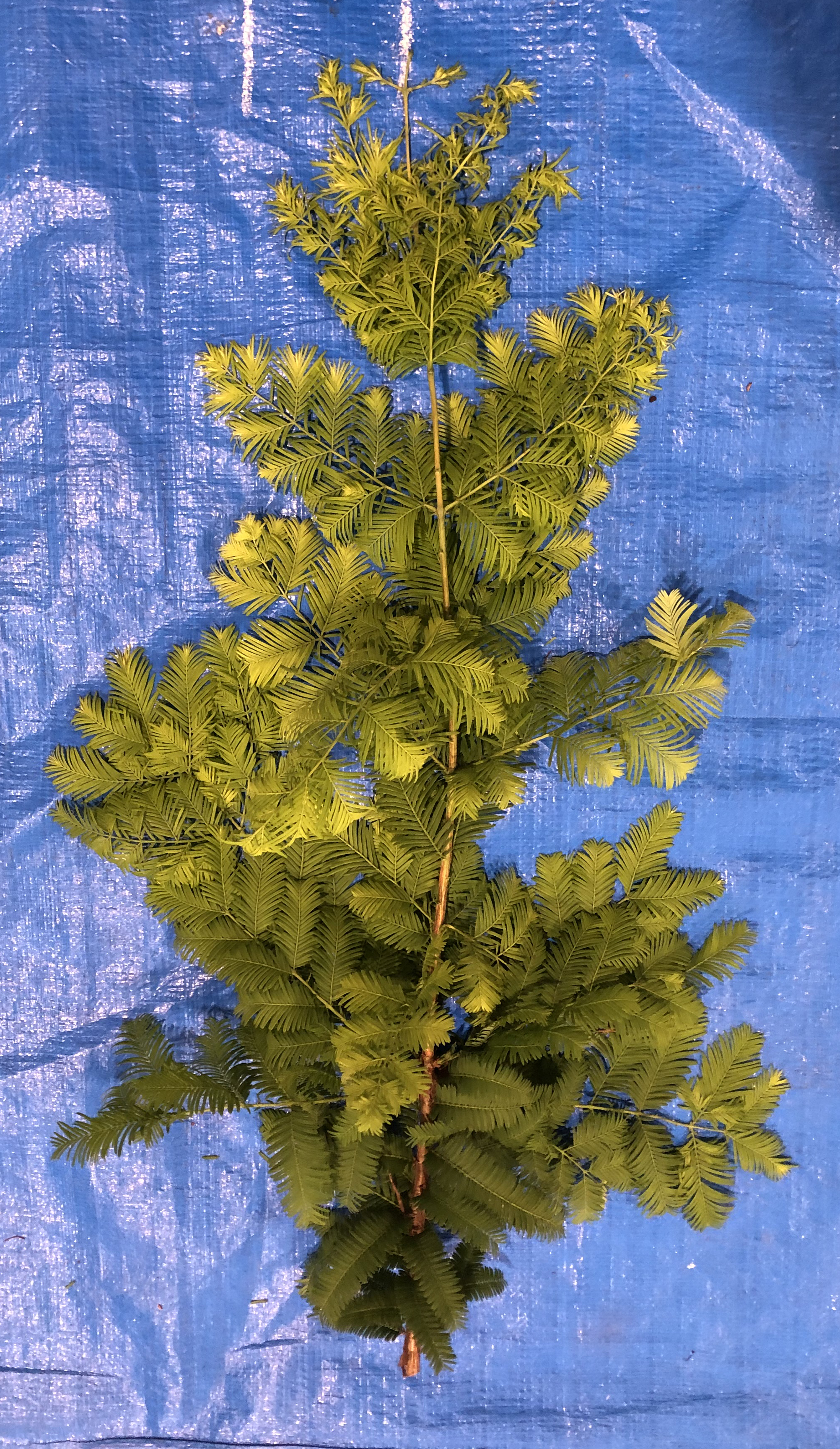 メタセコイア - Metasequoia glyptostroboides
