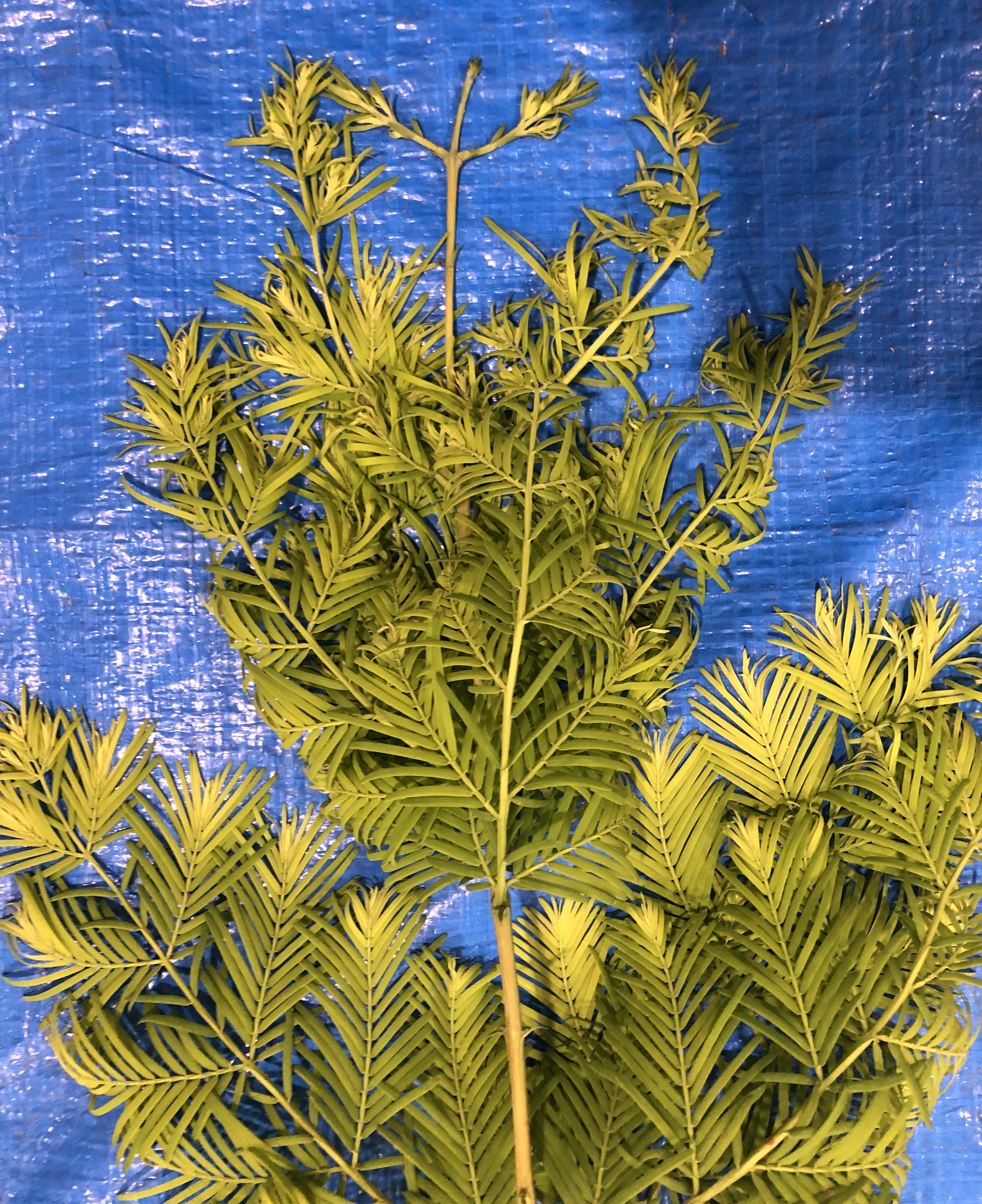 メタセコイア - Metasequoia glyptostroboides