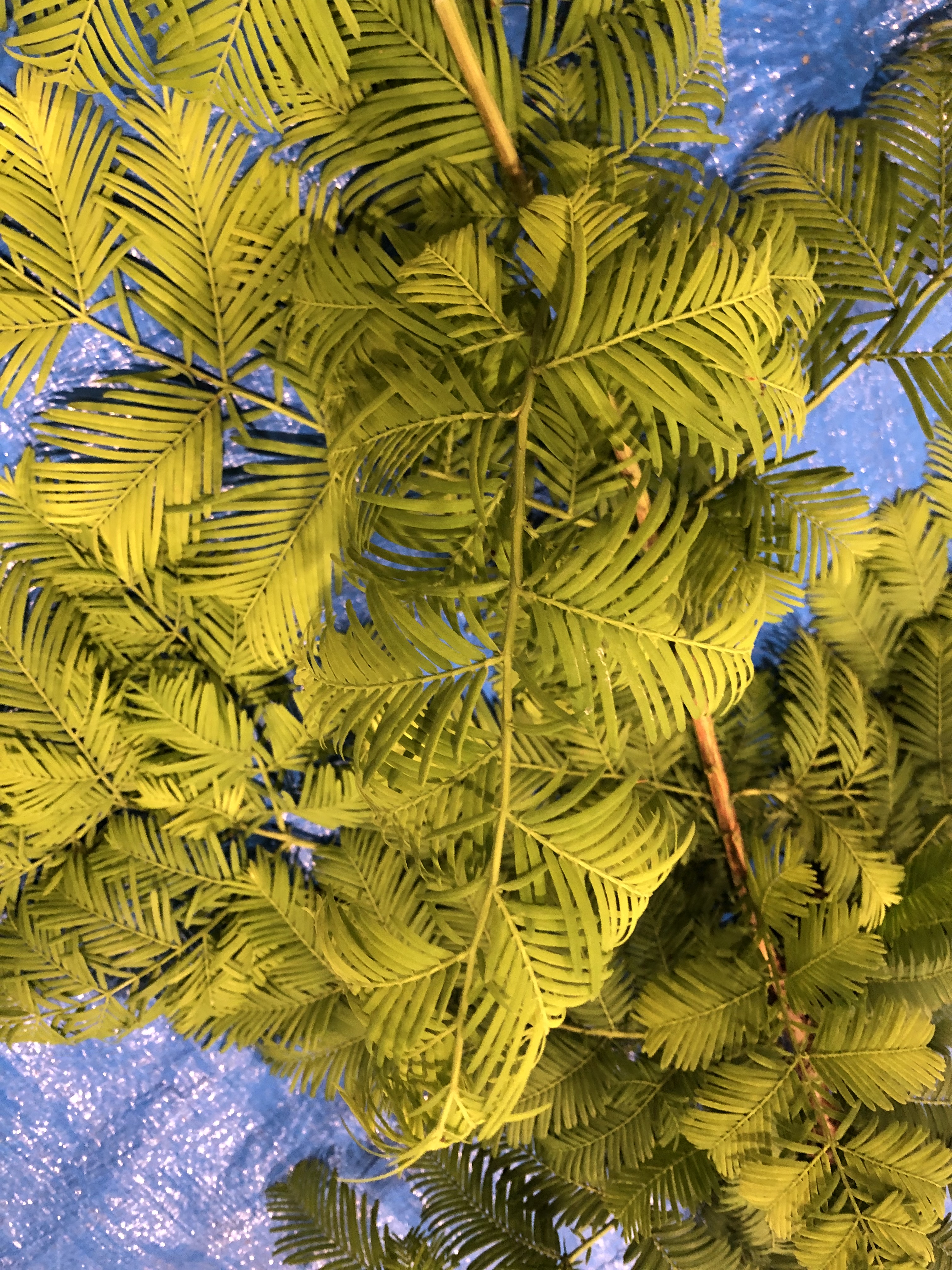 メタセコイア - Metasequoia glyptostroboides