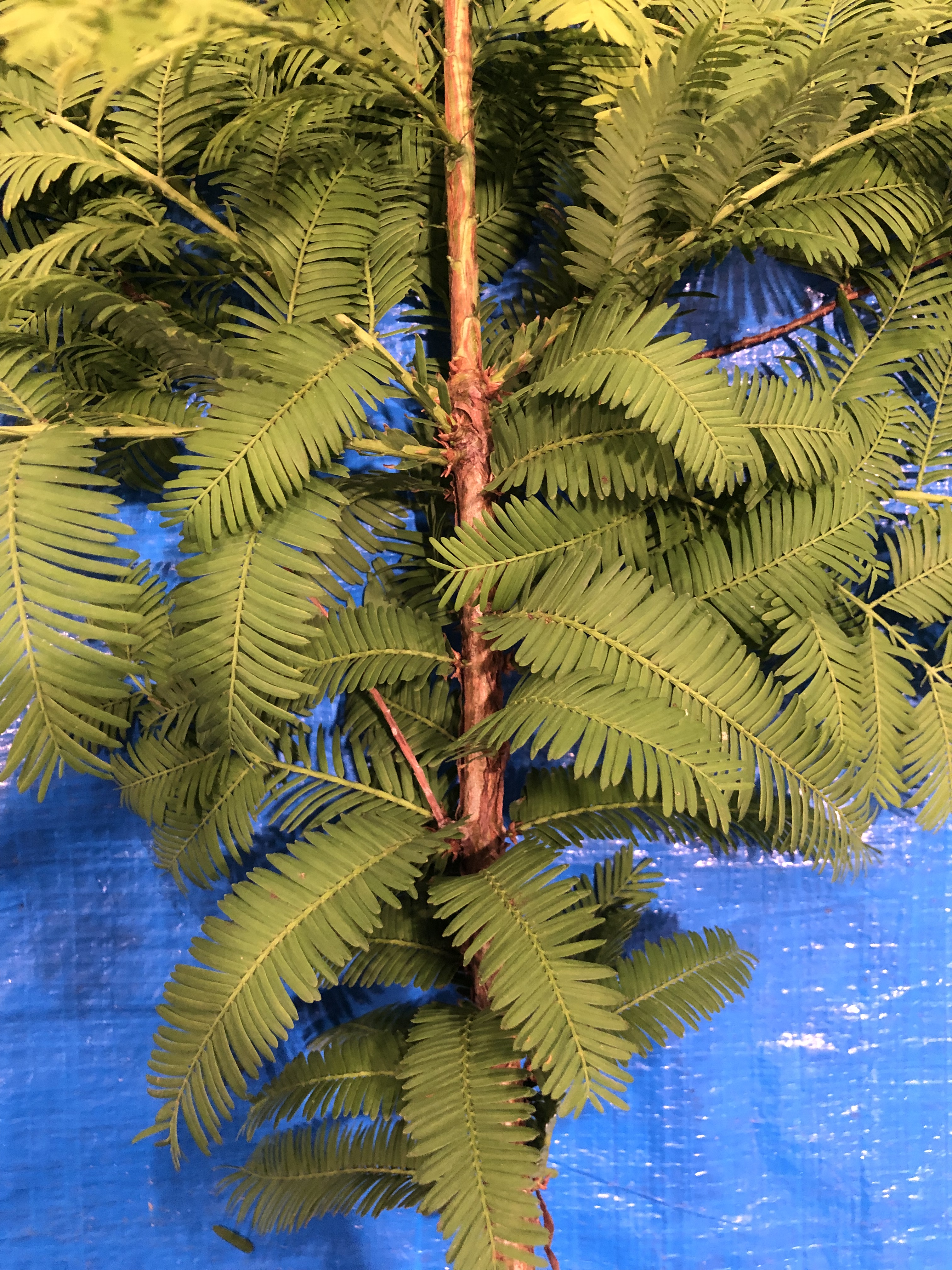 メタセコイア - Metasequoia glyptostroboides