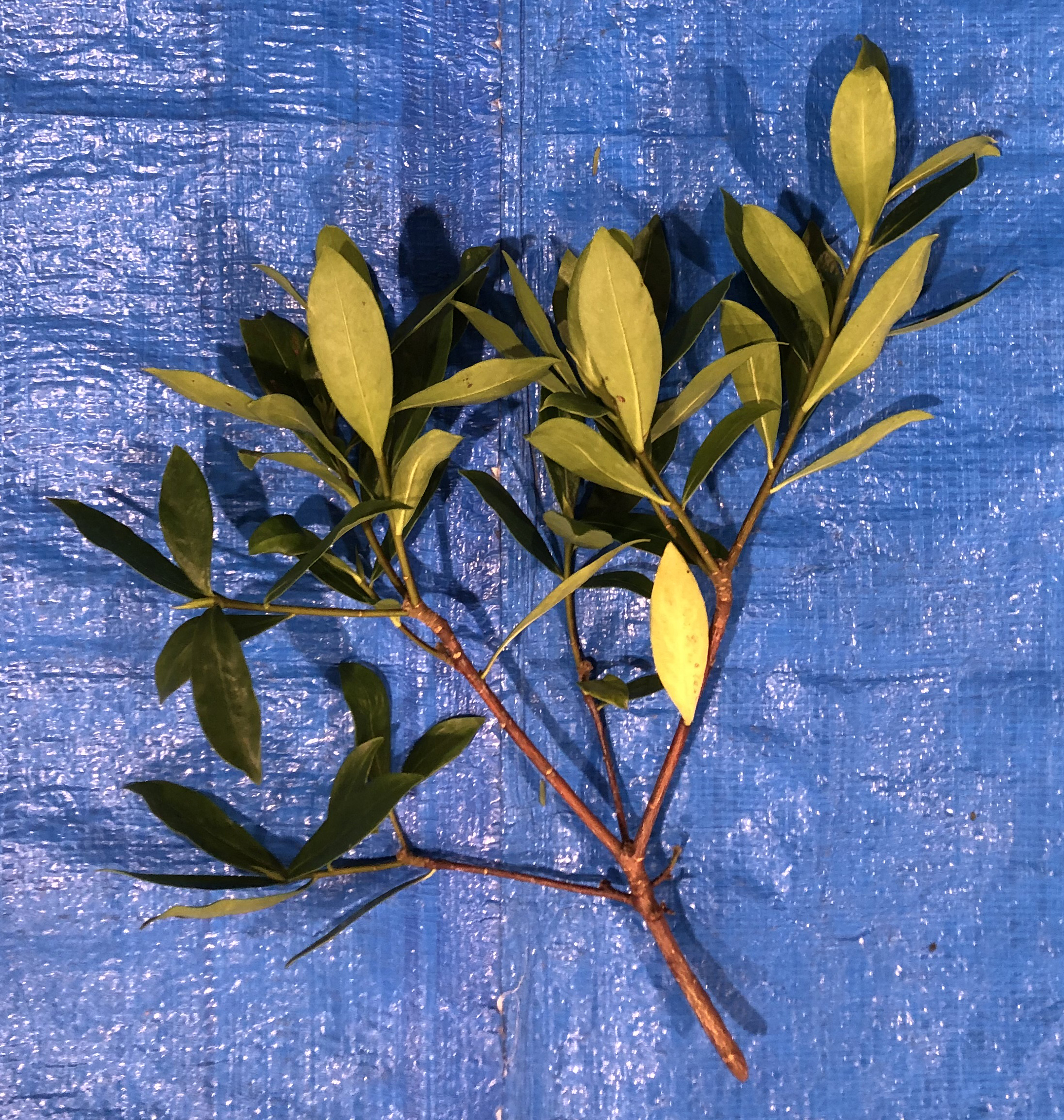 ジンチョウゲ - Daphne odora