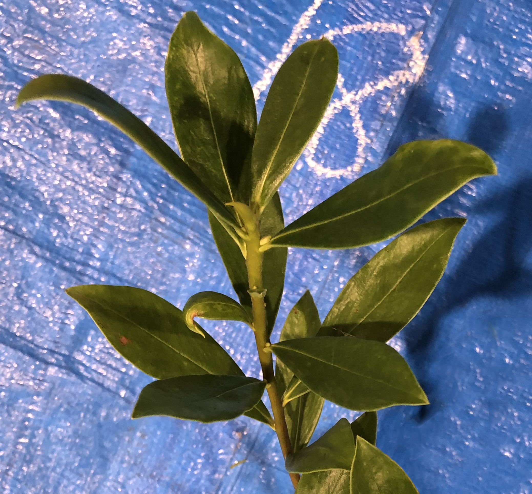 ジンチョウゲ - Daphne odora