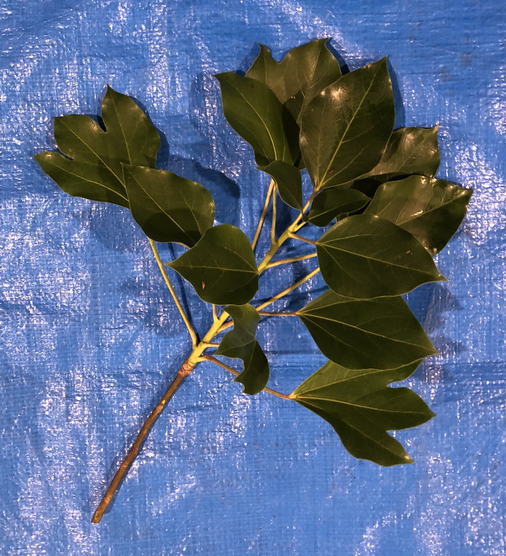 カクレミノ - Dendropanax trifidus