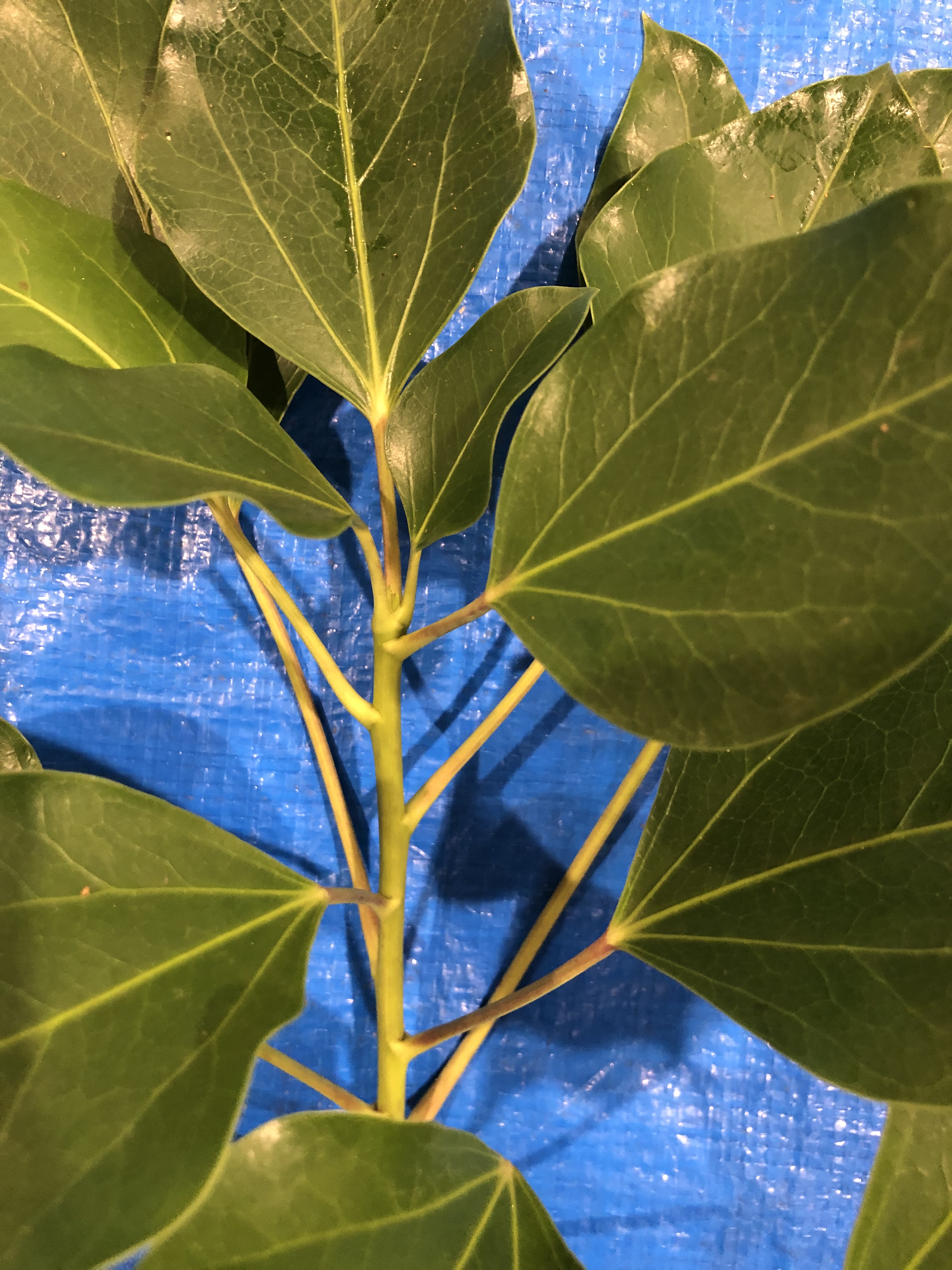 カクレミノ - Dendropanax trifidus