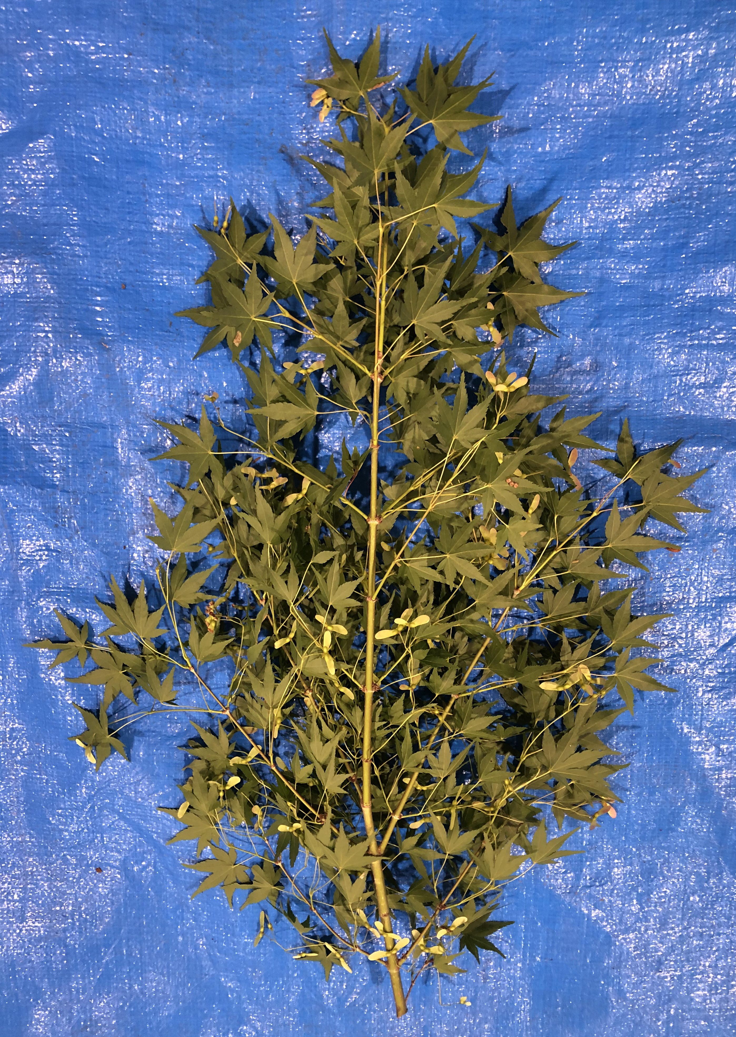 イロハモミジ - Acer palmatum