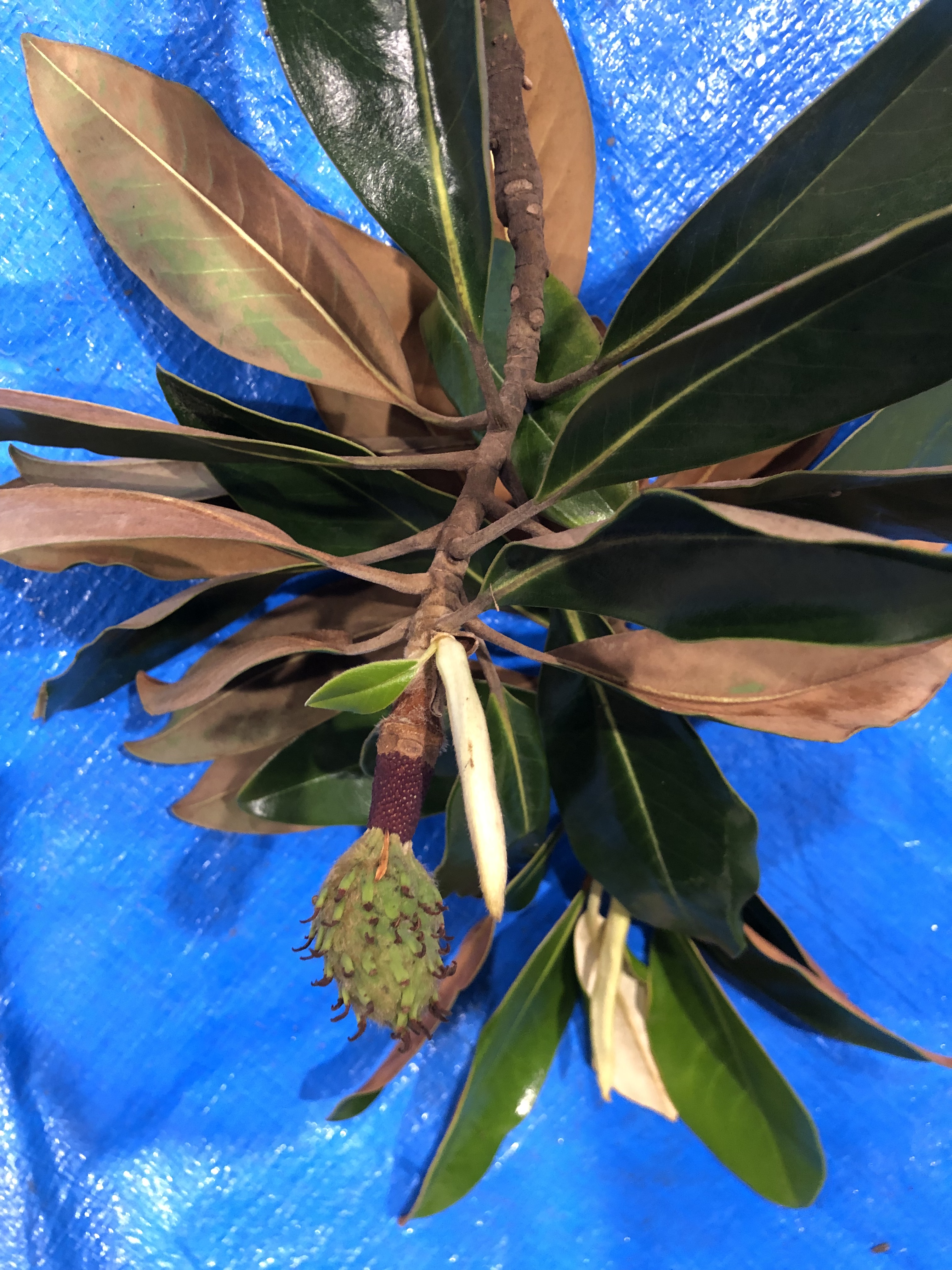 タイサンボク - Magnolia grandiflora