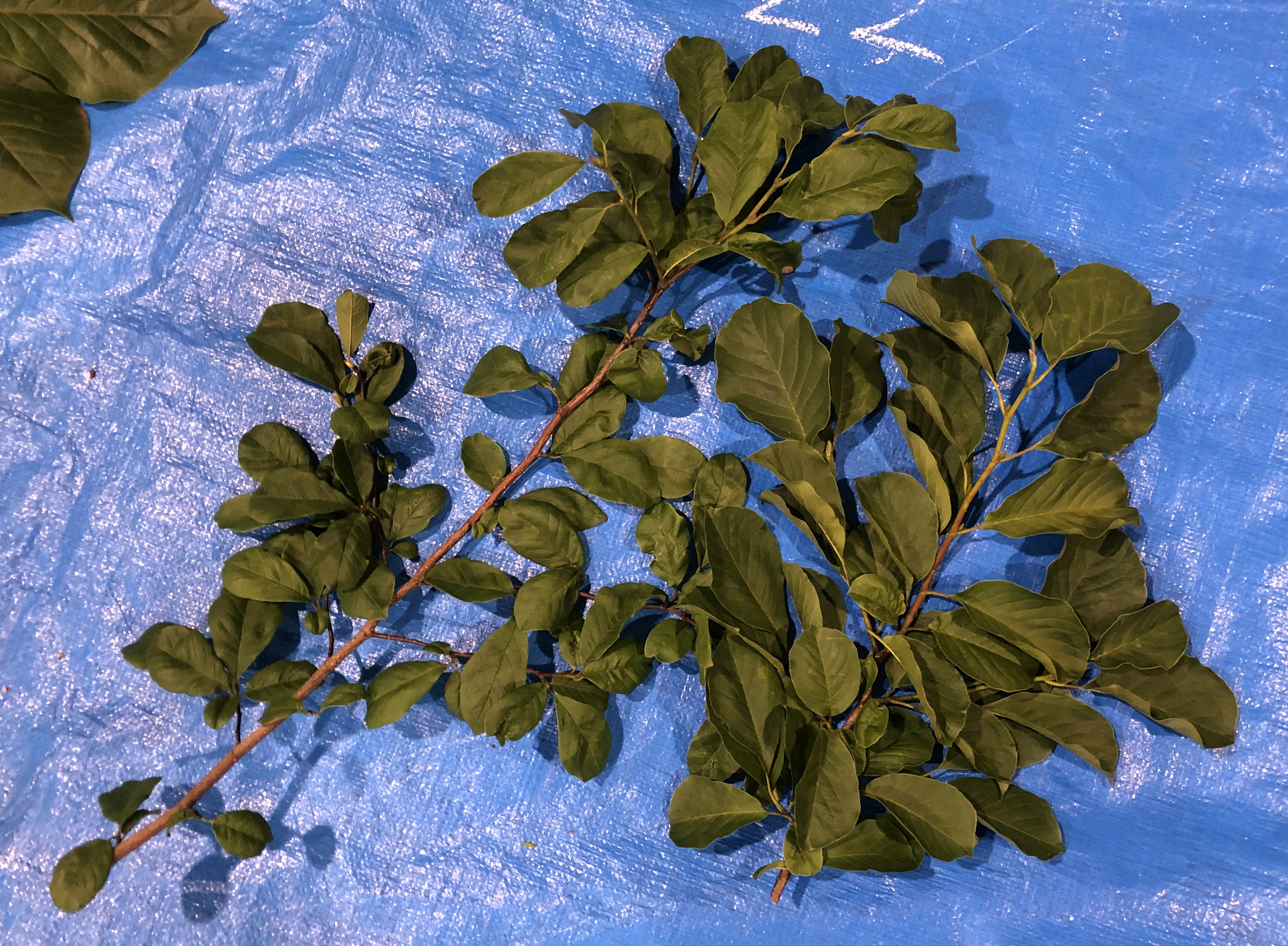 コブシ - Magnolia kobus