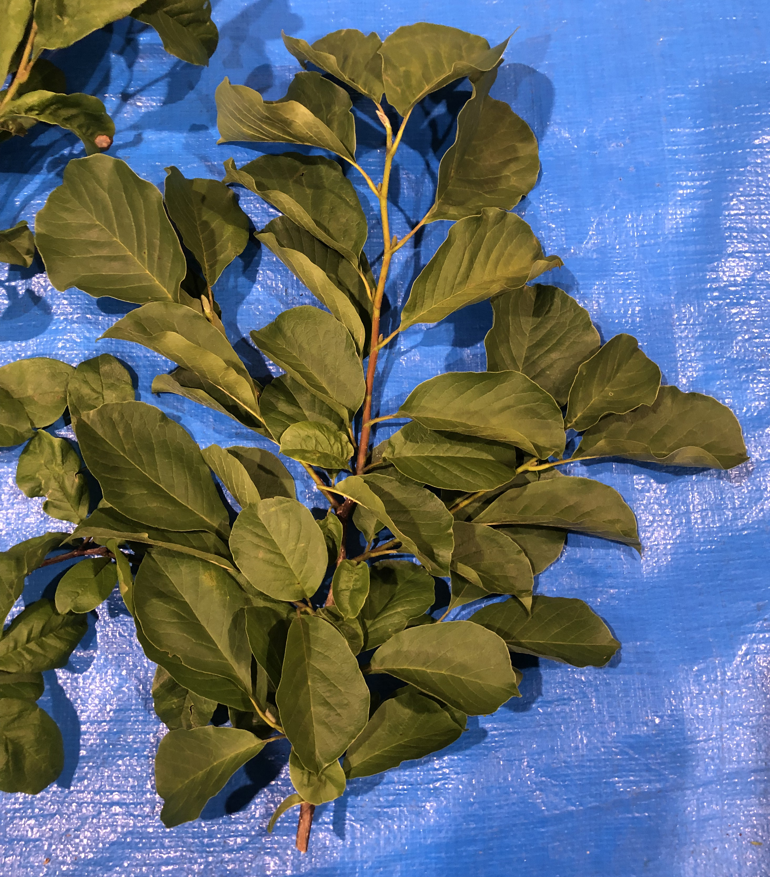 コブシ - Magnolia kobus