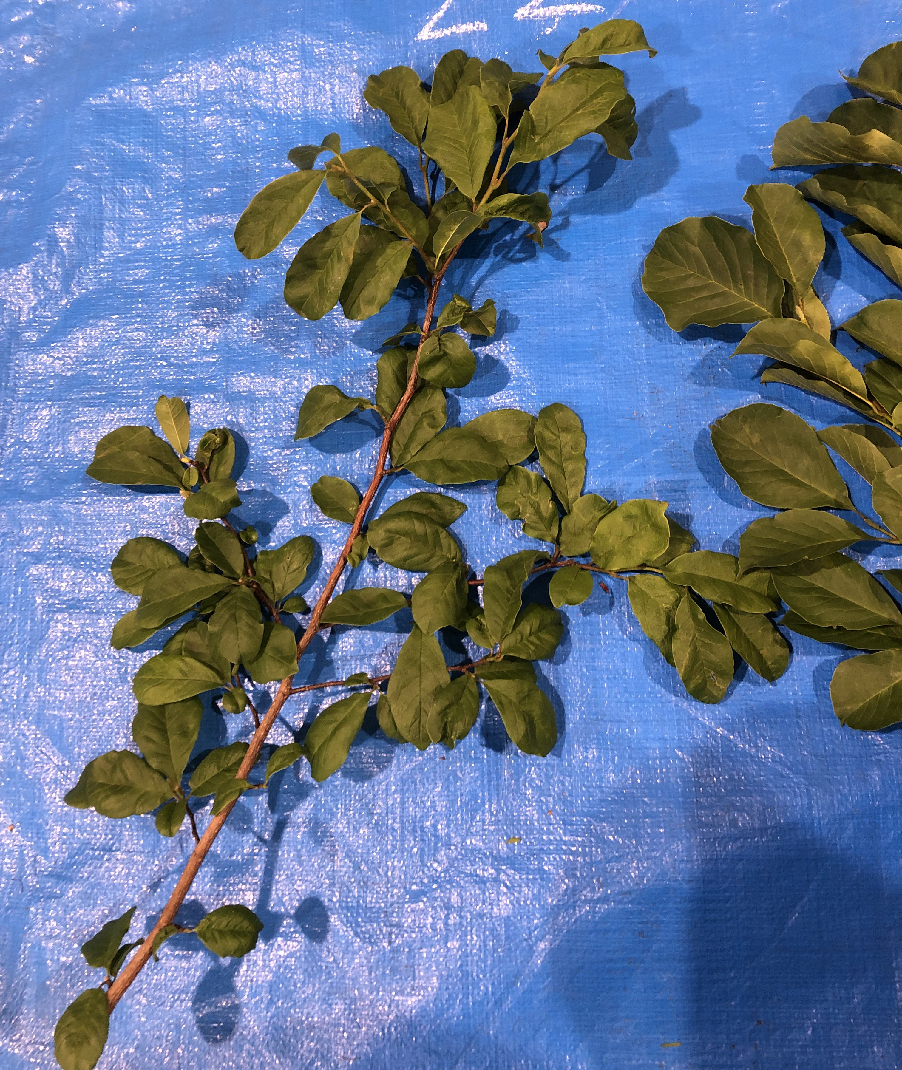 コブシ - Magnolia kobus