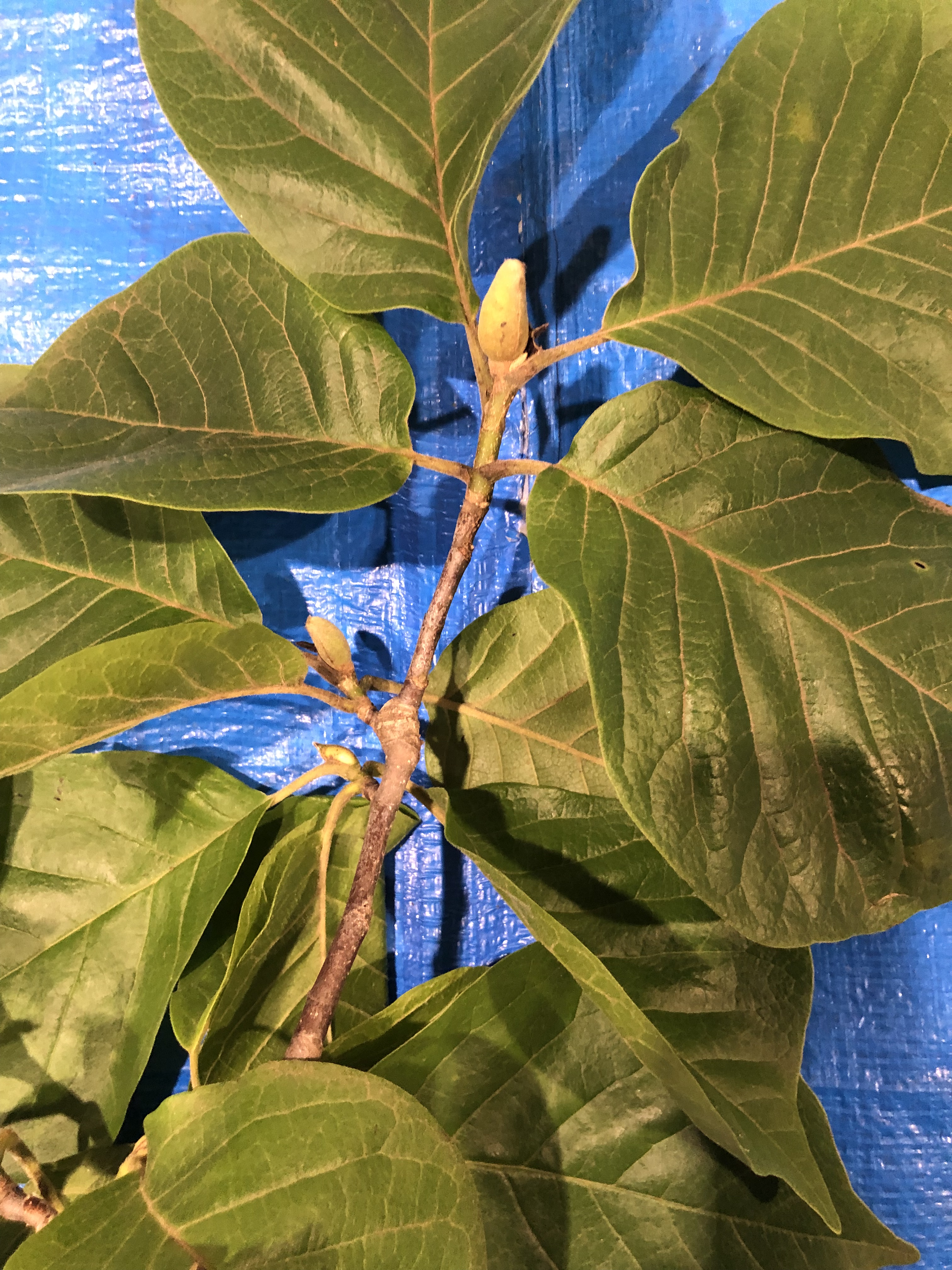 ハクモクレン - Magnolia denudata