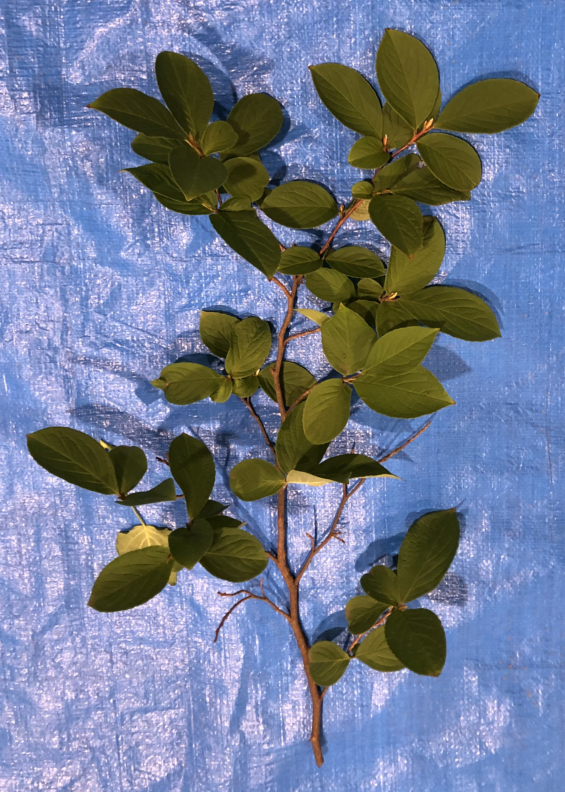 ナツツバキ - Stewartia pseudocamellia